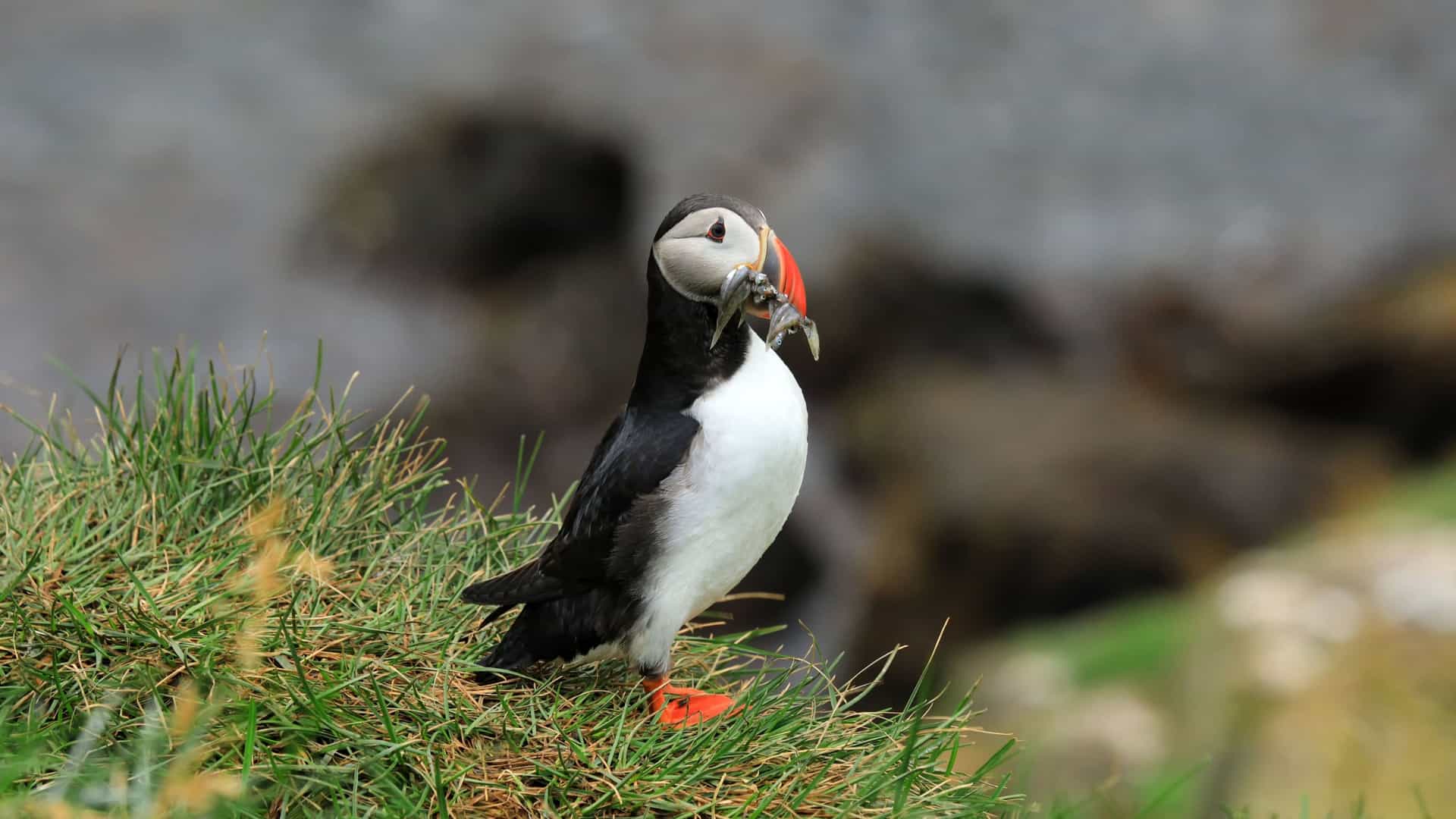 A closeup of a colorful Atlantic Puffin standing on a grassy cliff with a beak full of small fish, a common sight near Bakkagerdi, Iceland.