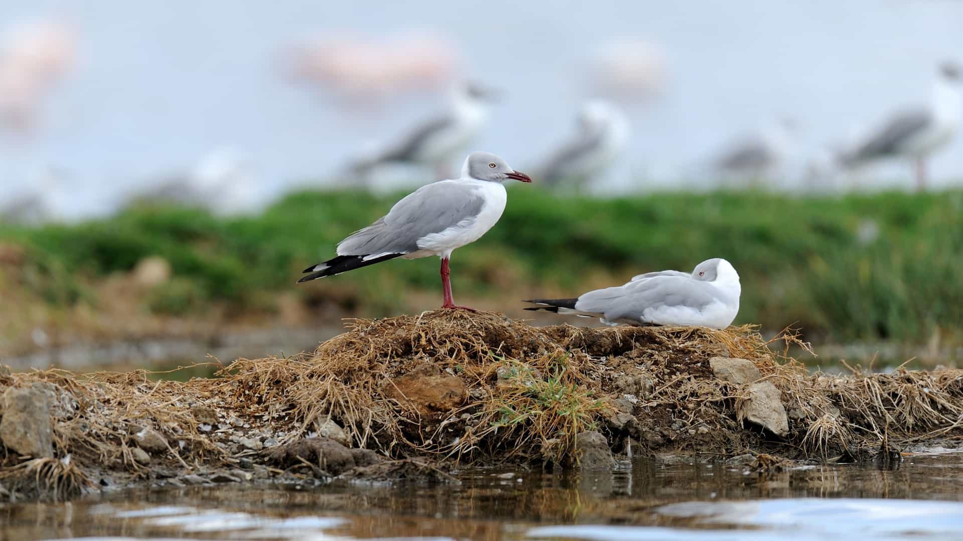 A closeup of two slender-billed gulls with white and grey plumage, one standing and one resting, on a small patch of land surrounded by water, with a blurred background of other birds and greenery in Banjul, Gambia.