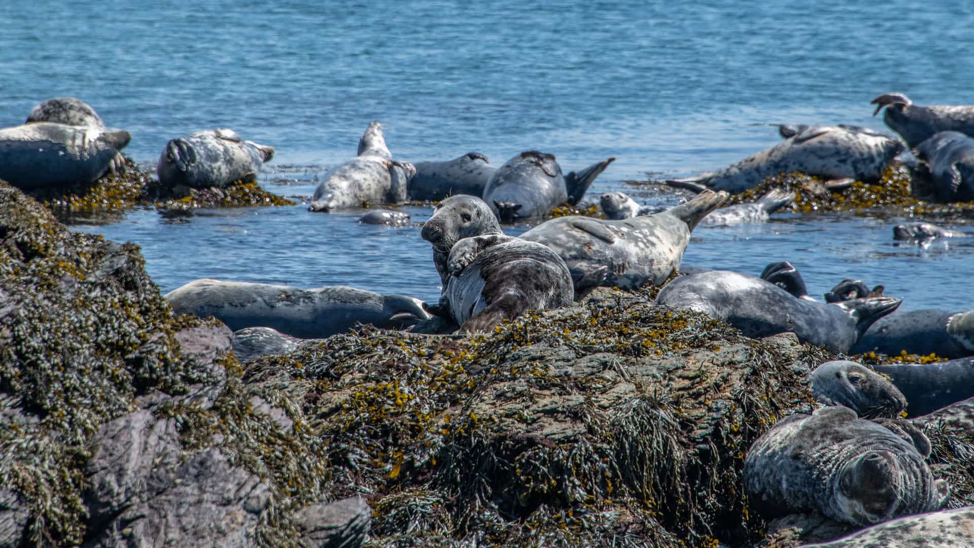 A large group of grey seals resting and basking on dark, seaweed-covered rocks near the shoreline of Bardsey Island, Wales. Some of the seals are fully out of the water, while others are partially submerged.