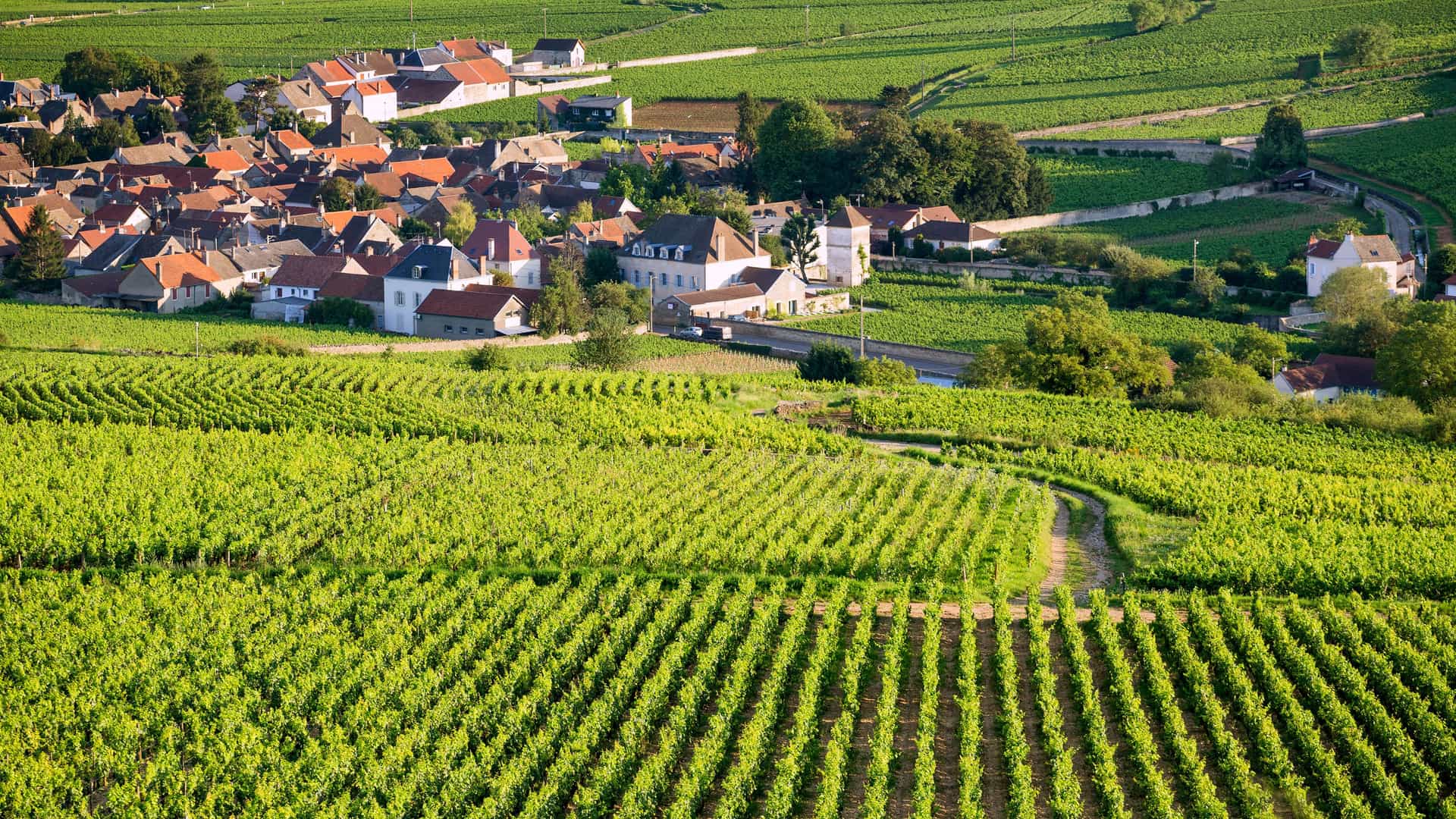 A scenic, elevated view of a small village in the Burgundy wine region of France. The village, with its buildings featuring white facades and red-tiled roofs, is surrounded by a vast landscape of lush, green vineyards planted in neat rows that stretch across the rolling hillsides.