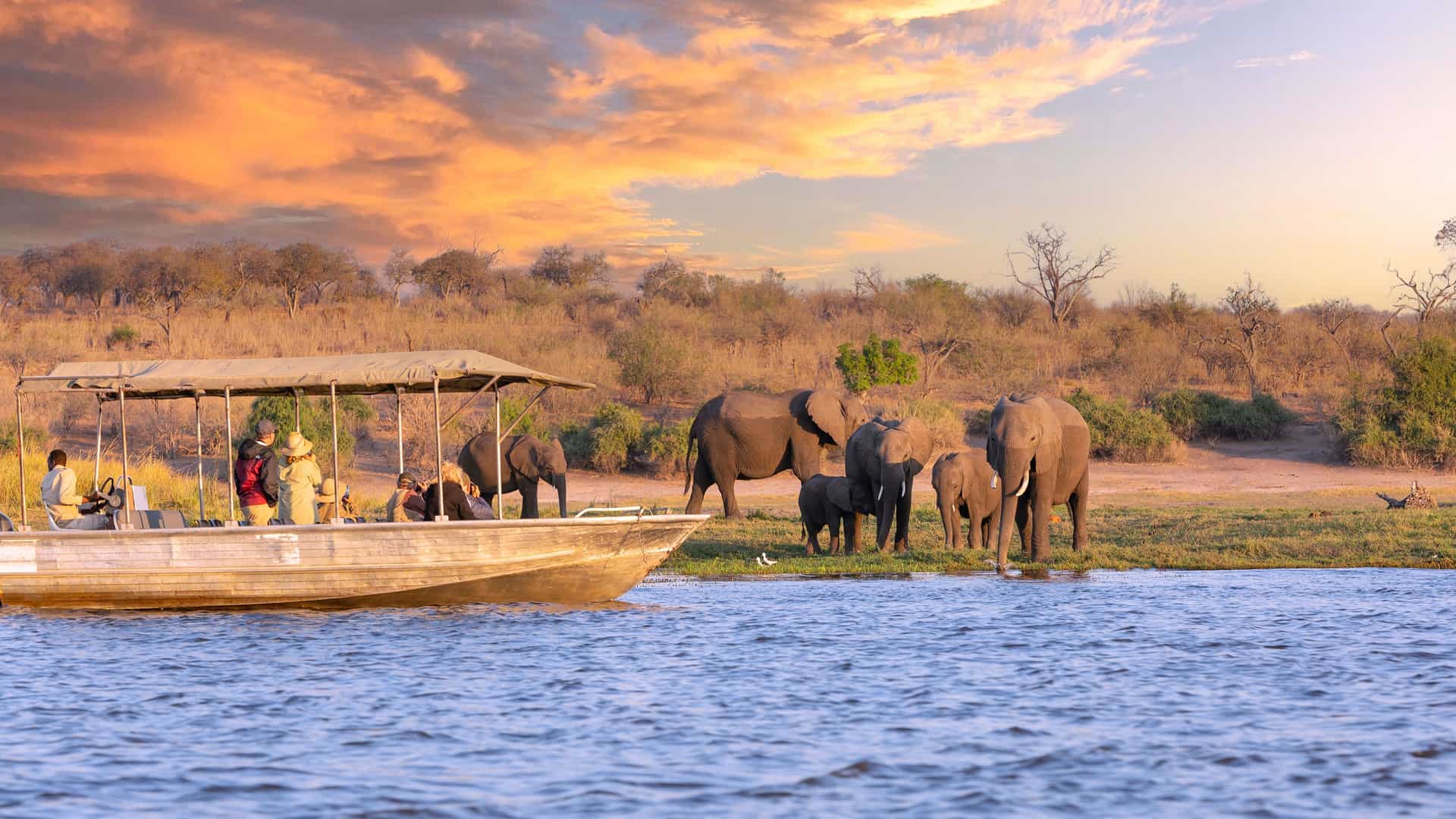 A small safari boat with tourists watching a family of African elephants, including a baby elephant, drinking from the Chobe River at sunset in Chobe National Park, Botswana.