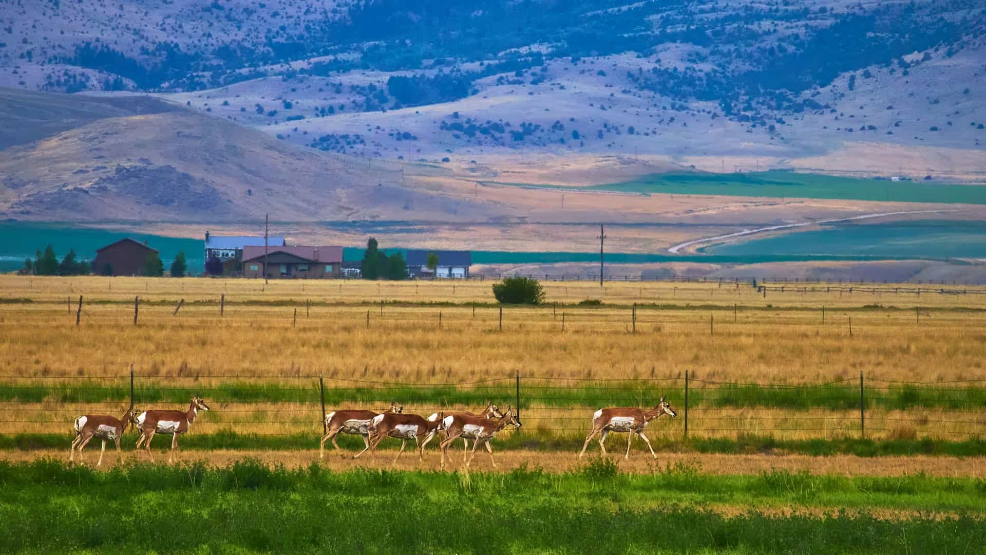 A group of Pronghorn animals walks in a line across a grassy, fenced-in field in Clearmont, Wyoming, with a few distant houses and rolling, low-lying hills in the background.