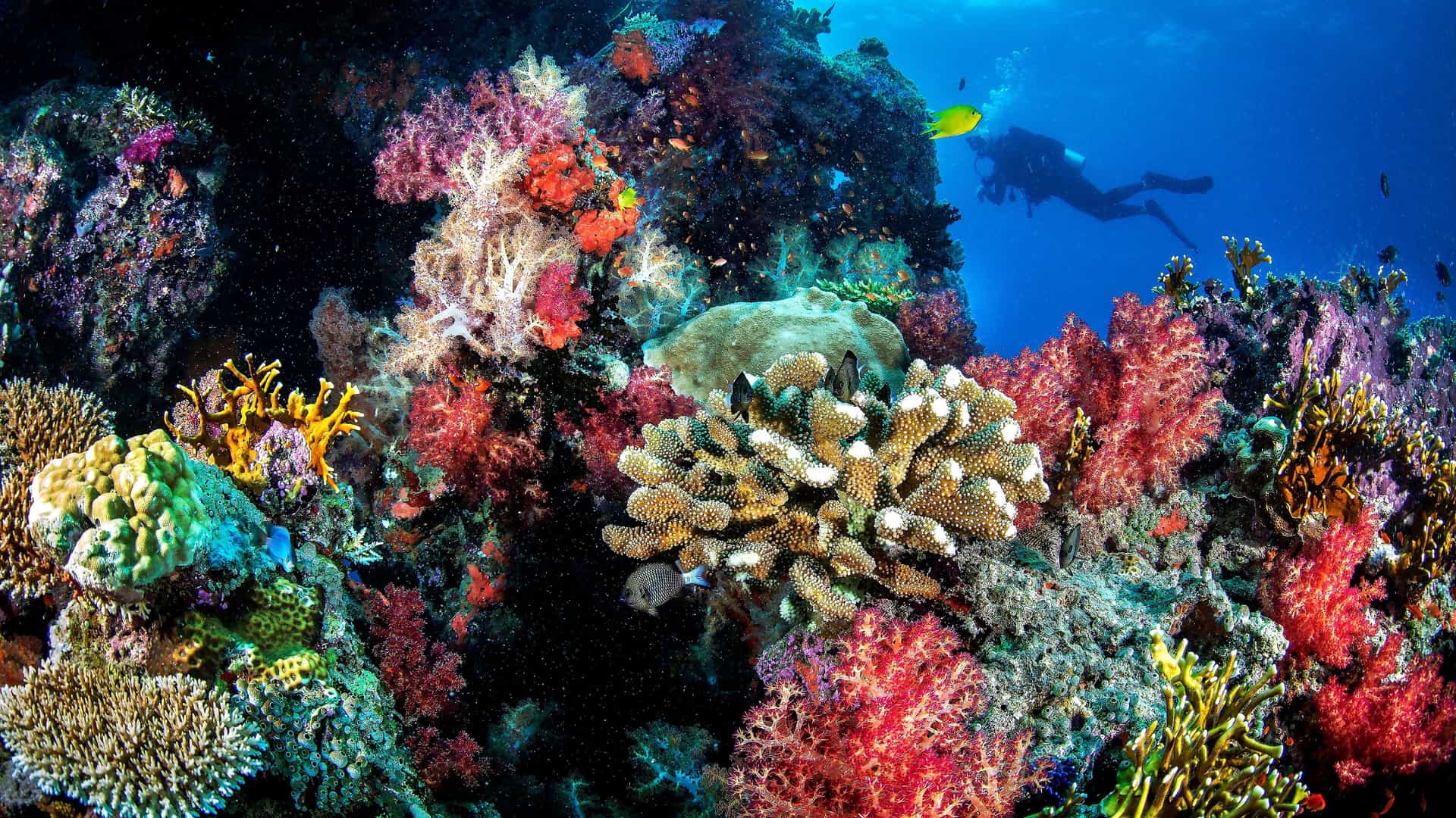 A vibrant underwater shot of a diver exploring a colorful coral reef teeming with marine life, including various fish and soft corals, in a tropical ocean.