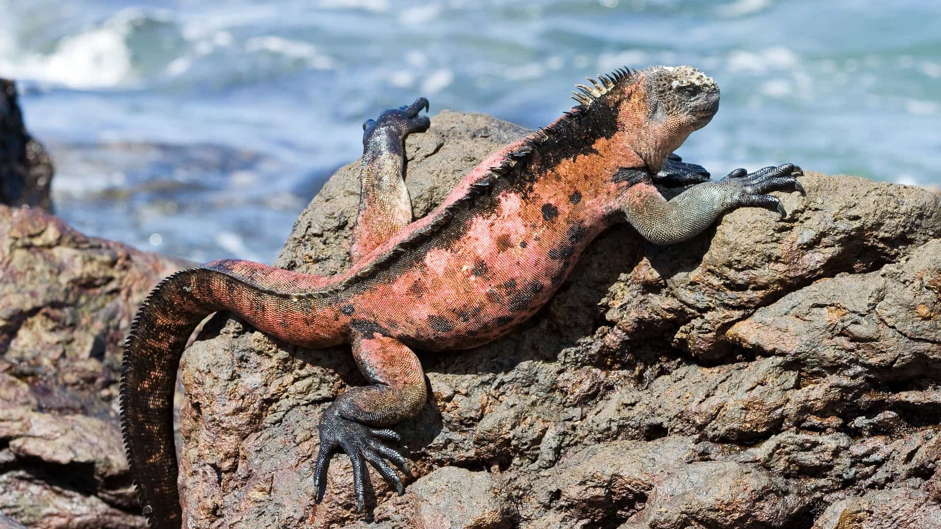 A close-up of a male marine iguana with vibrant red and black skin, basking on volcanic rock at Cormorant Point in the Galapagos Islands.