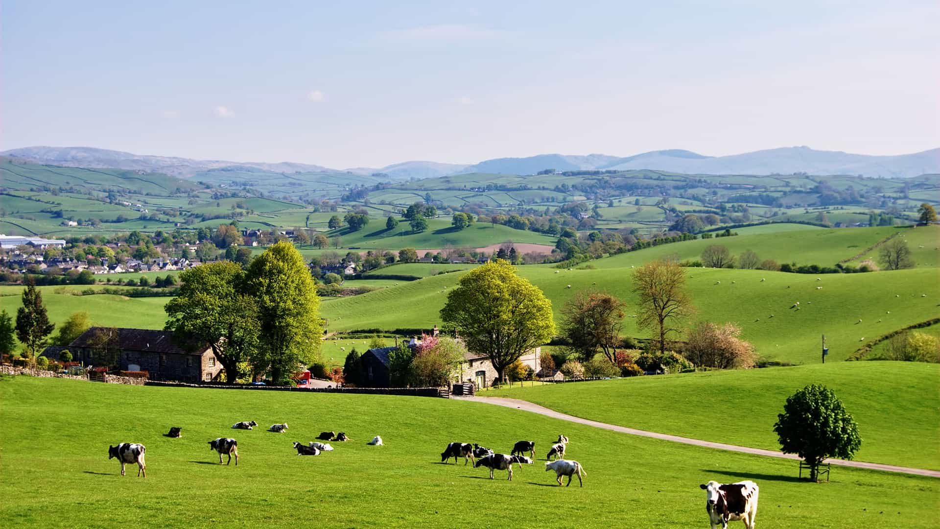 "A beautiful rural landscape of rolling green hills and pastures with a small group of black and white cows grazing in the foreground, with distant houses and hills under a clear blue sky in Cowes, England.  "
