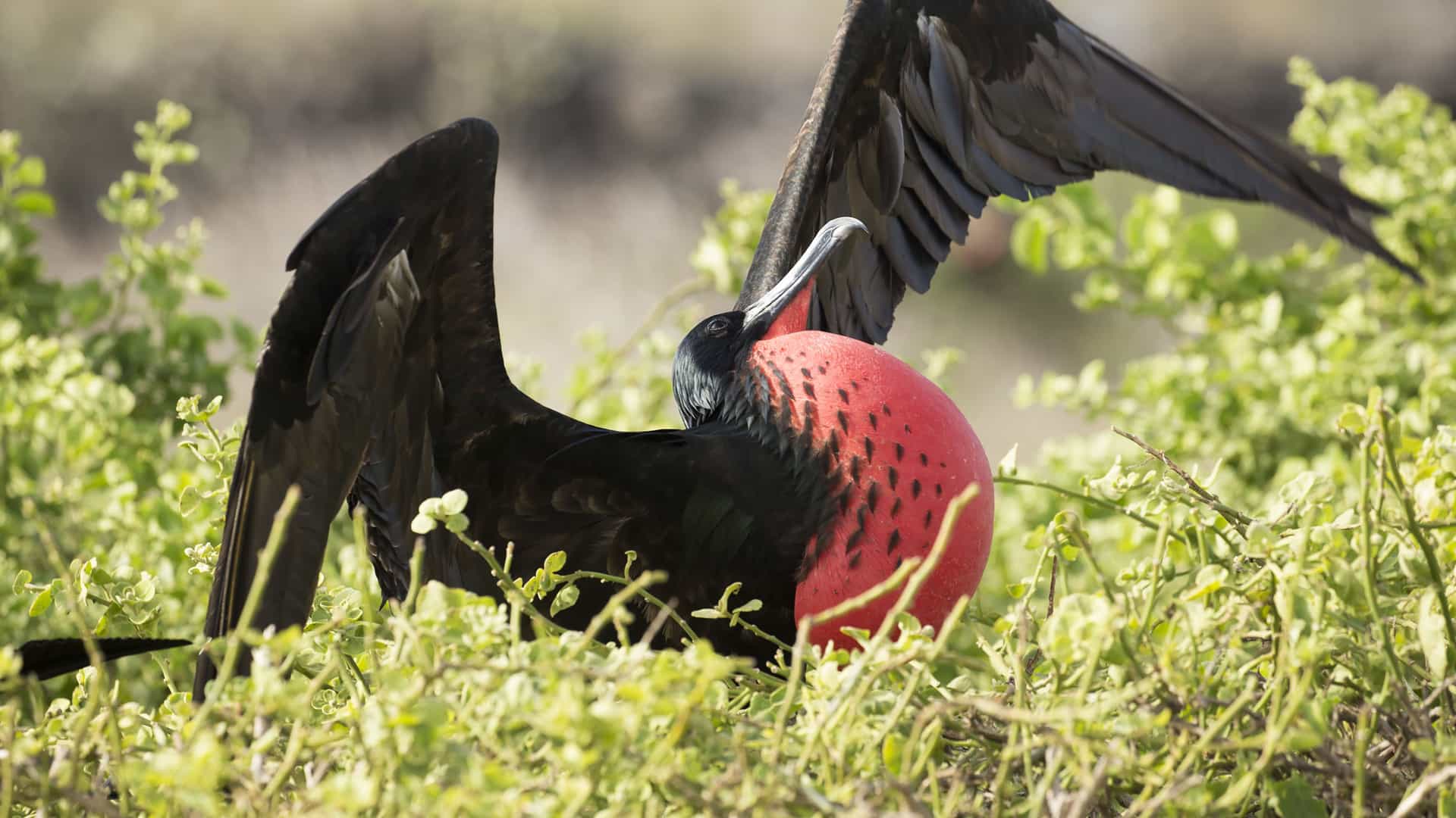 "A close-up of a great frigatebird with a bright red, inflated throat pouch, displaying its wings as it rests among the green foliage on Genovesa (Tower) Island in Ecuador.  "