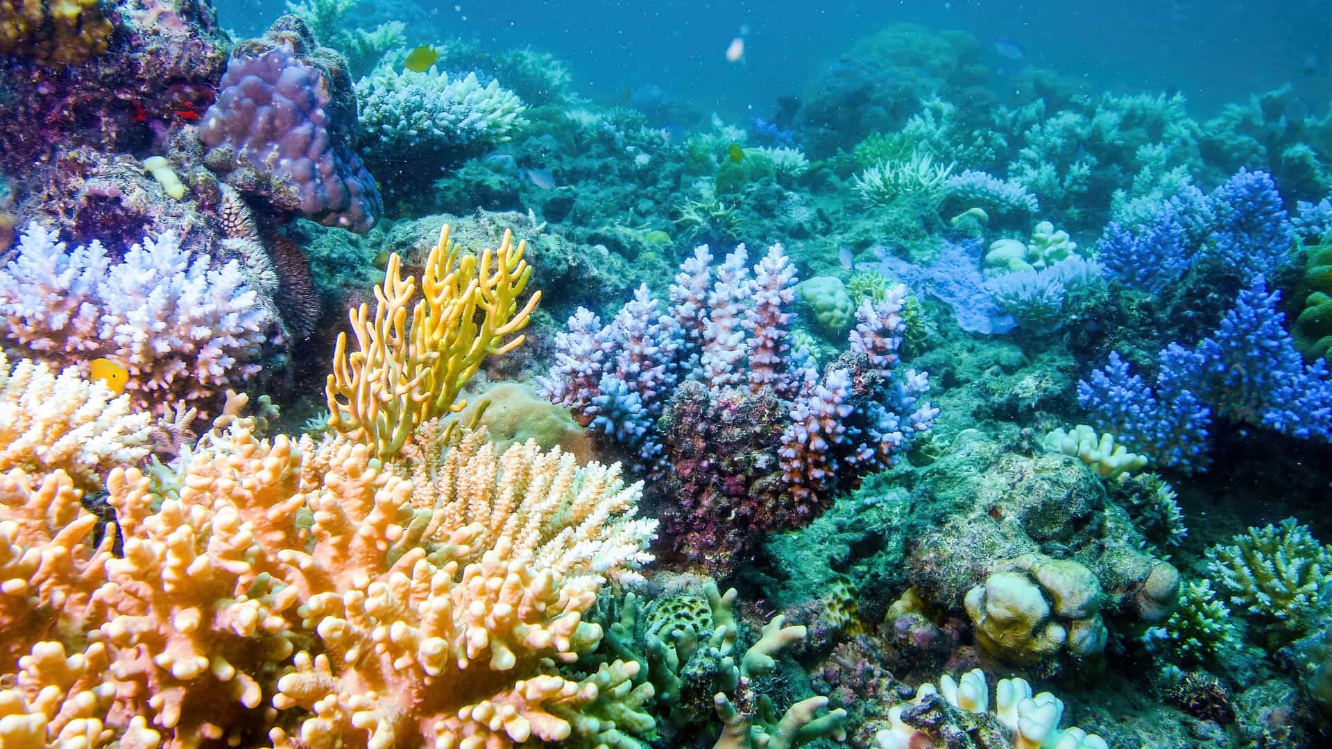 A vibrant underwater photograph of the Great Barrier Reef in Australia, showing a variety of colorful hard and soft corals and marine life.
