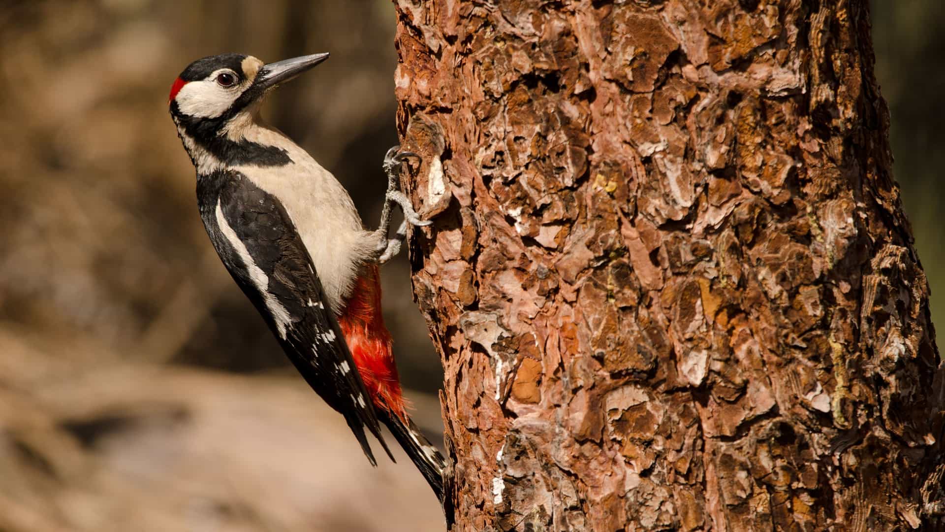 A close-up photograph of a Great Spotted Woodpecker with its distinctive black, white, and red markings, clinging to the rough bark of a thick tree trunk.