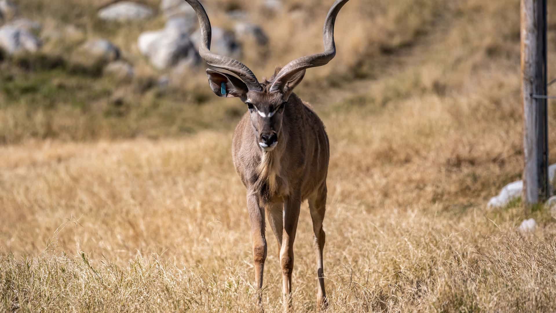 "A large male greater kudu, a type of African antelope, with a majestic spiral horn stands in a field of dry, brown grass at The Living Desert Zoo and Gardens in Greater Palm Springs.  "