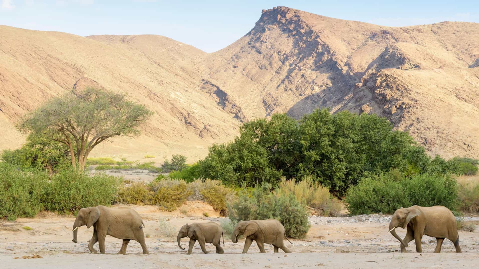A line of four desert-adapted elephants walking across the dry, sandy riverbed of the Hoanib Valley in Namibia, with green scrub brush and dramatic, barren desert mountains in the background.