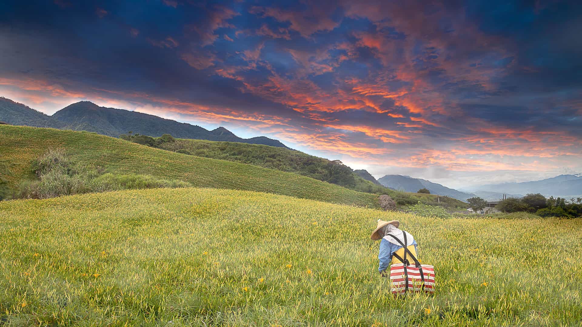 A stunning landscape shot of a person in a conical hat harvesting flowers in a vast field in Hualien, Taiwan, with rolling green hills and a dramatic sunset sky.