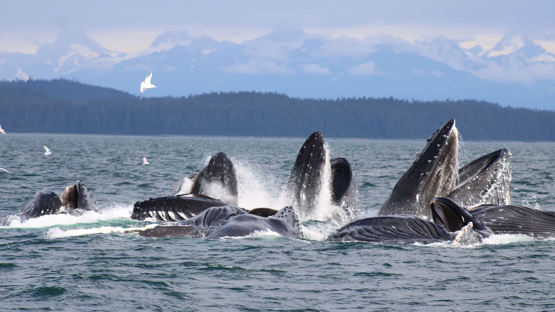 "A stunning moment of bubble-net feeding in the Icy Strait, Alaska, with several humpback whales surfacing with their mouths wide open to catch fish, with the scenic mountains in the distance.  "