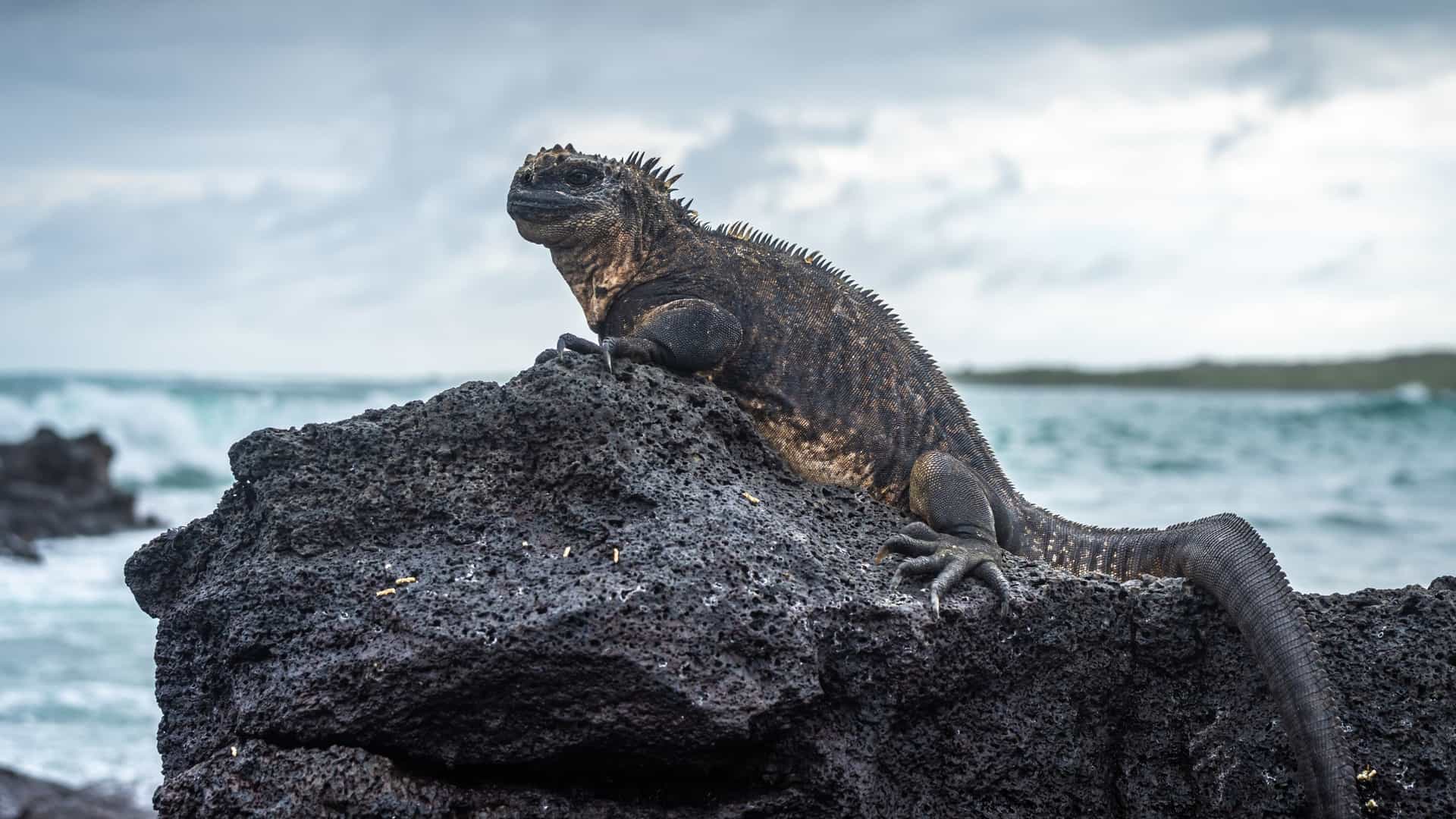 A dark, rugged-looking Marine Iguana (Amblyrhynchus cristatus) resting on black volcanic rock with its tail draped down, overlooking the turquoise ocean and breaking waves on Isla Isabela, Galápagos, Ecuador.