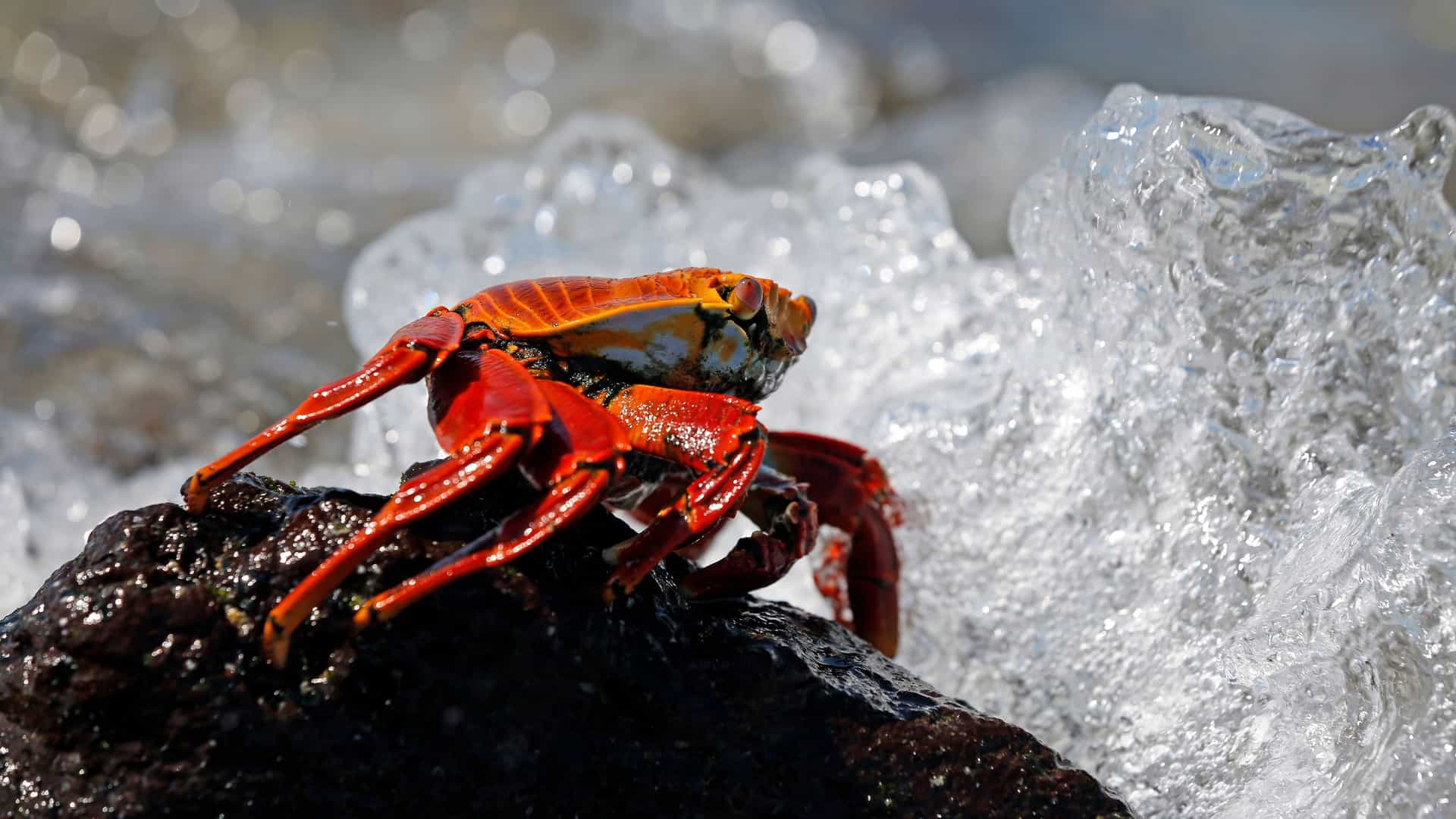 A bright red Sally Lightfoot crab crawling on a black volcanic rock on Isla Mosquera, with a large foamy wave crashing in the background.