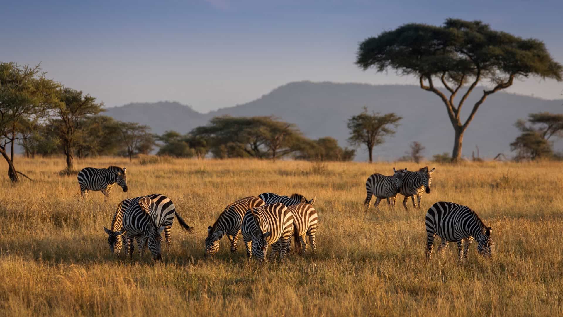 A herd of zebras grazing in a golden field of dry, tall grass on the African savanna in Karatu, Tanzania. Acacia trees and distant, hazy hills are visible under a clear evening sky.