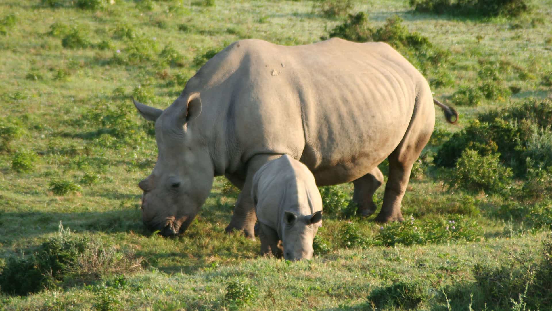 "A beautiful and heartwarming image of a white rhinoceros mother and her calf grazing in a lush green field at the Kariega Game Reserve in South Africa.  "