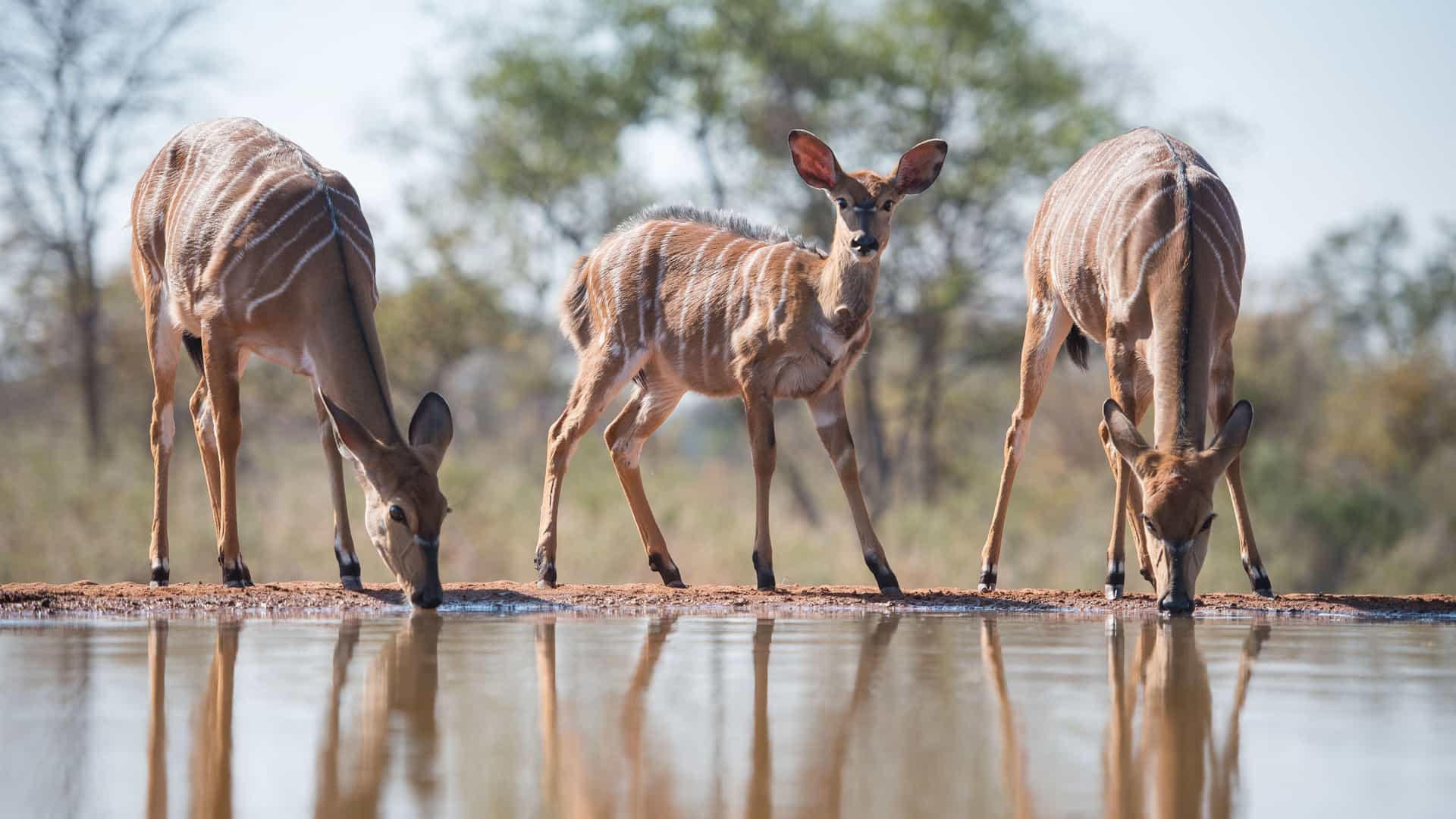 "A trio of Nyala antelopes, two adults and one young calf, drinking from a watering hole, with their reflections visible in the still water at the Karongwe Private Game Reserve in South Africa.  "