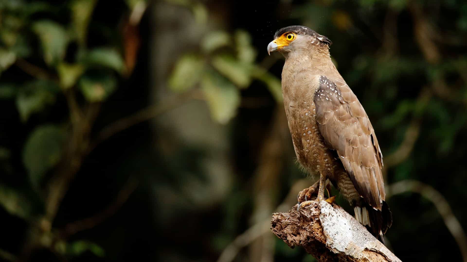 A crested serpent eagle with bright yellow eyes perches on a bare branch near the Kinabatangan River, Malaysia.