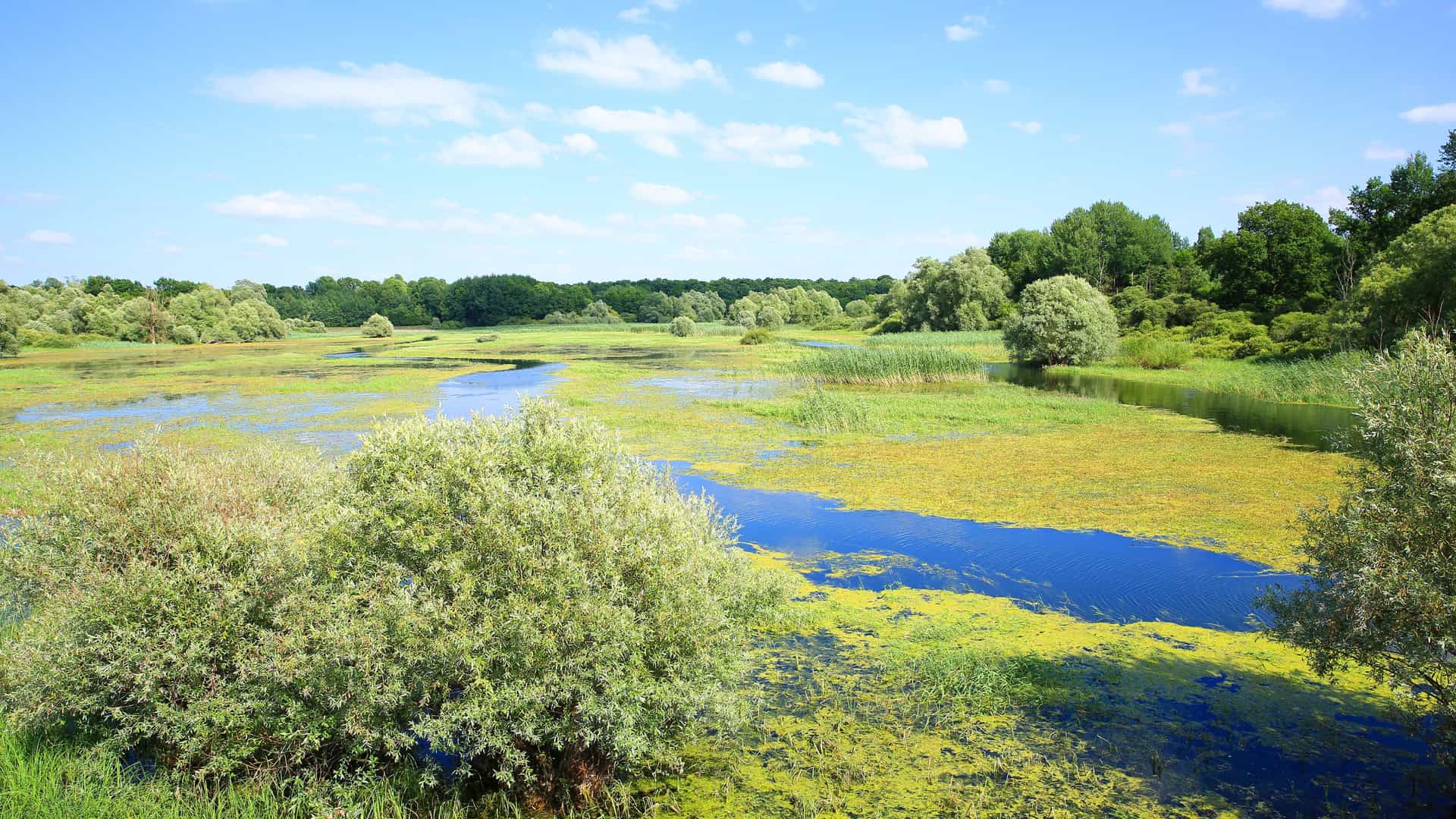 "A serene rural landscape with a river flowing through a large wetland and swamp area near L'Orient, France, surrounded by lush greenery under a bright blue sky.  "