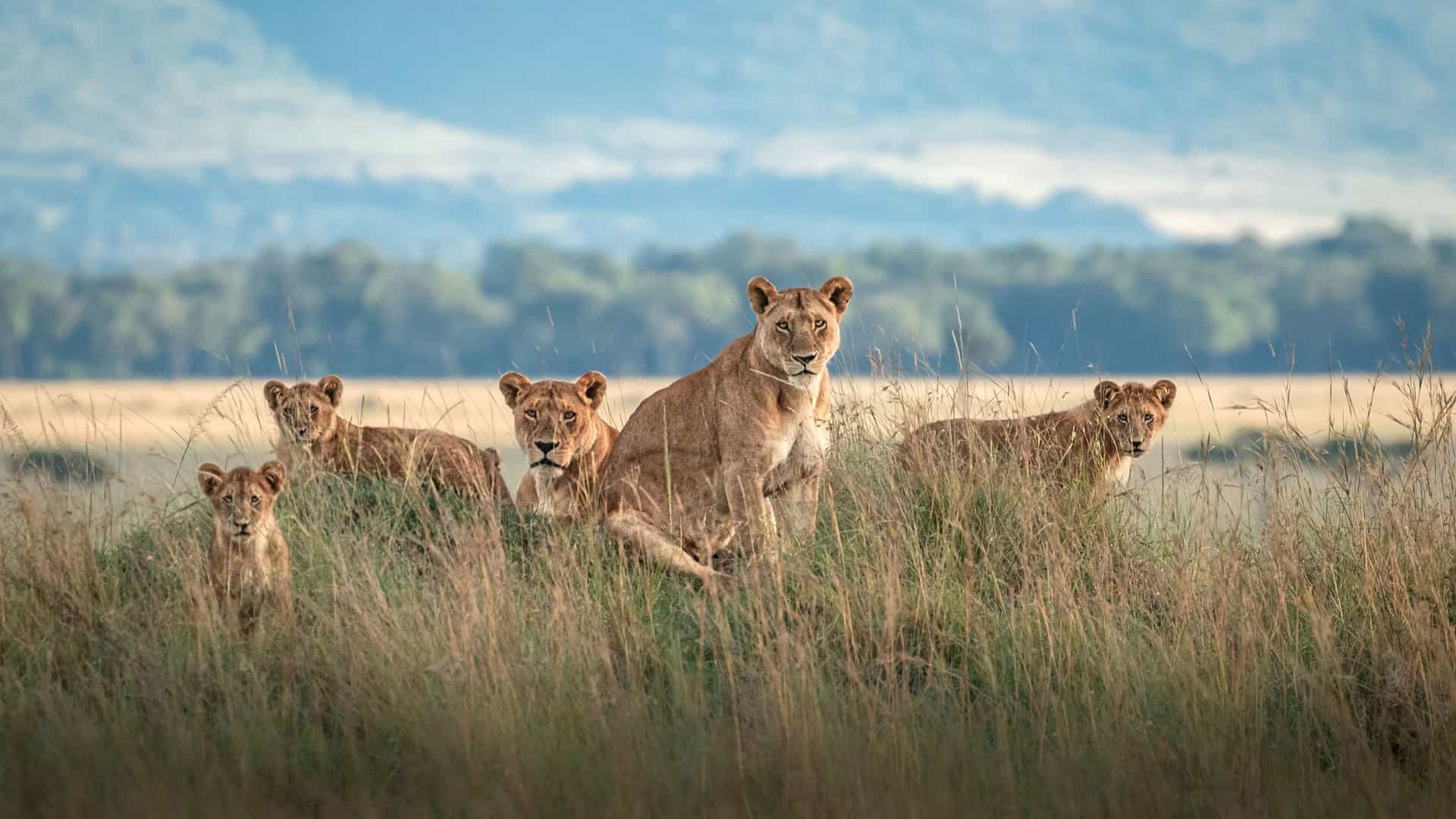 "A majestic pride of lionesses and cubs sitting in the tall grass of the Maasai Mara National Reserve in Kenya, looking directly at the camera.  "