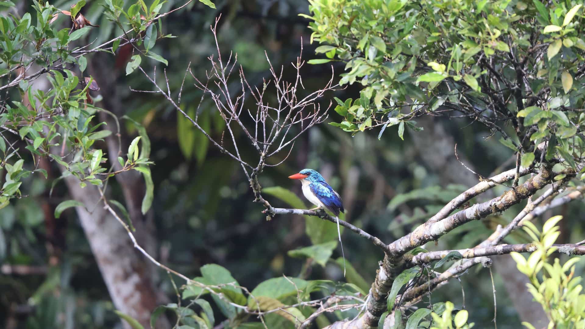 A colorful, exotic Kingfisher bird with a bright red beak and white breast perches on a branch in a dense green forest on Maransabadi Island, Indonesia.