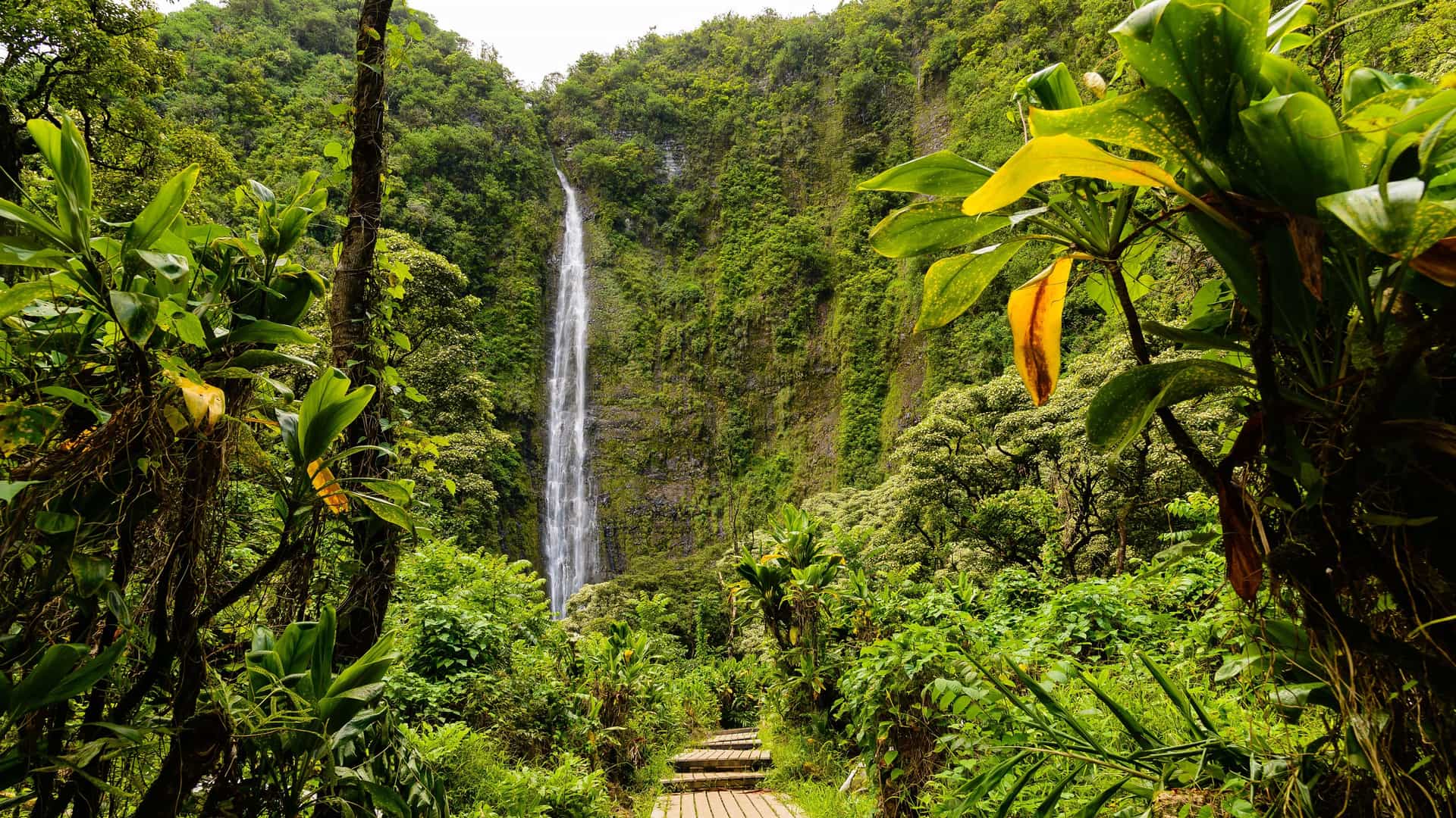 "A tranquil jungle scene in Maui, Hawaii, with a tall, slender waterfall cascading down a lush green cliff face and a wooden boardwalk leading toward it.  "