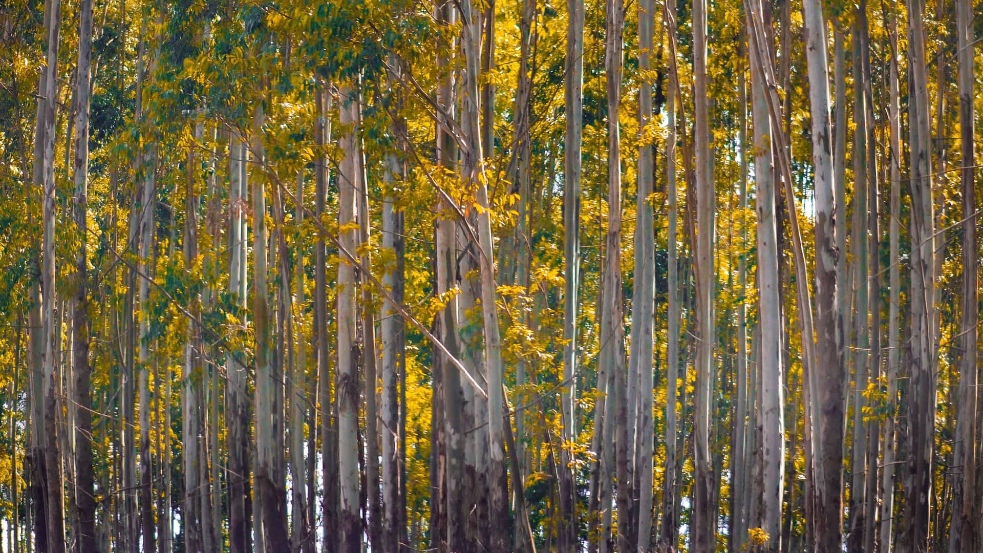"A dense forest of tall, slender eucalyptus trees with glowing yellow foliage in Mhlambanyatsi, Eswatini.  "