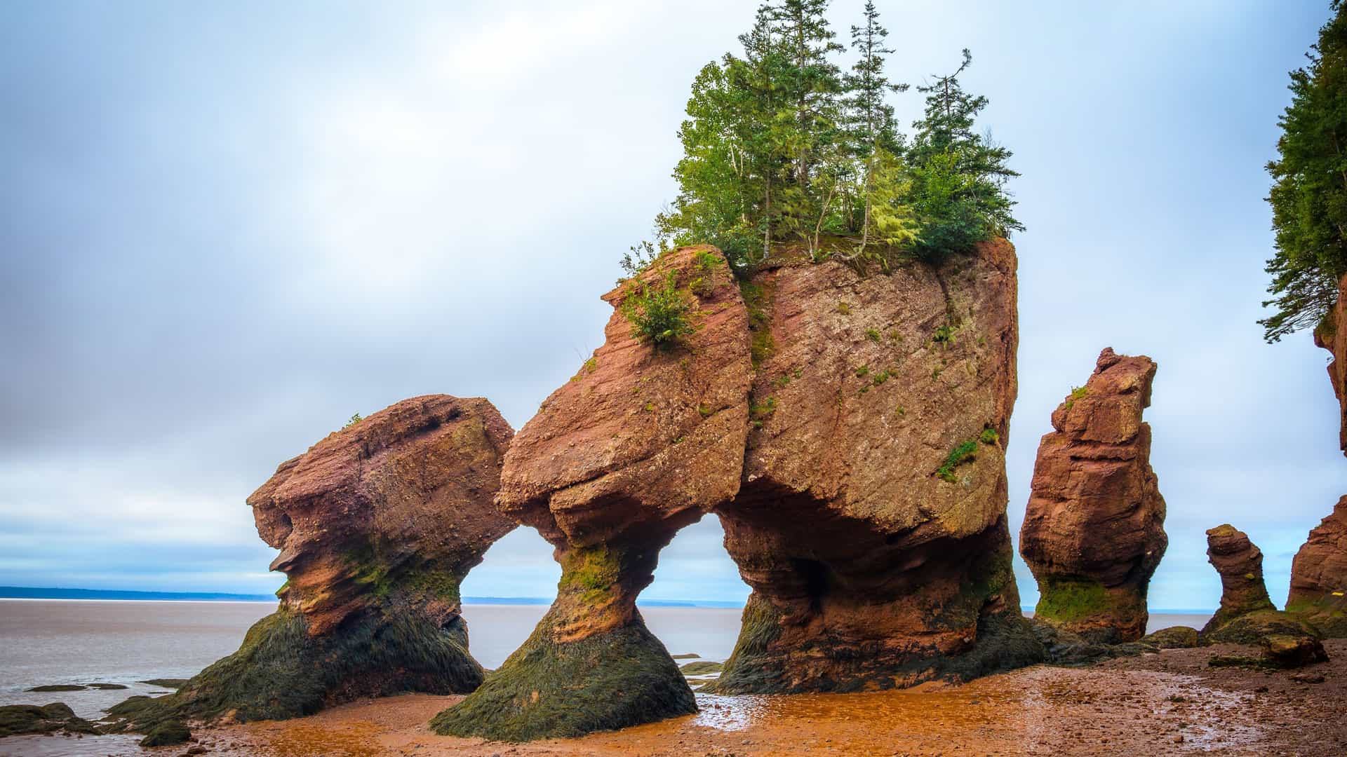 "A dramatic low-tide view of the Hopewell Rocks in Moncton, Canada, showcasing the uniquely shaped rock formations with trees on top, also known as flowerpot rocks, on a brown sand beach.  "