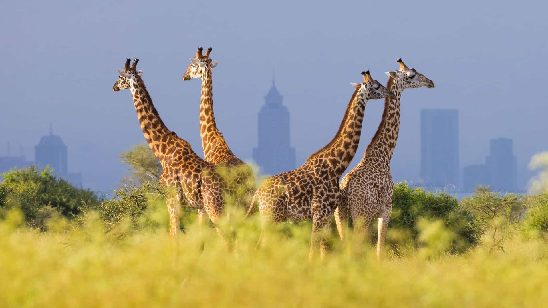 "A unique scene of a group of giraffes in a field of tall grass with the modern city skyline of Nairobi, Kenya, in the hazy background.  "