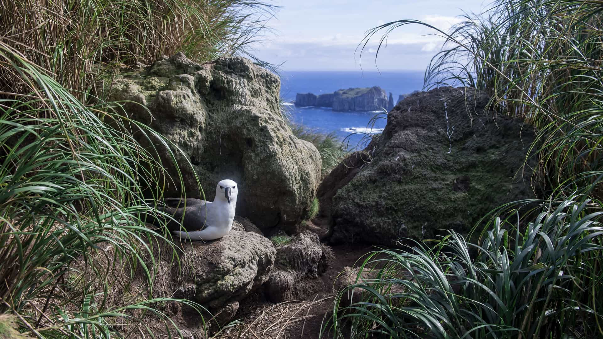 A white-capped albatross sits on a rocky nesting site on Nightingale Island, Tristan da Cunha, with the rugged, grassy landscape and the blue sea in the background.