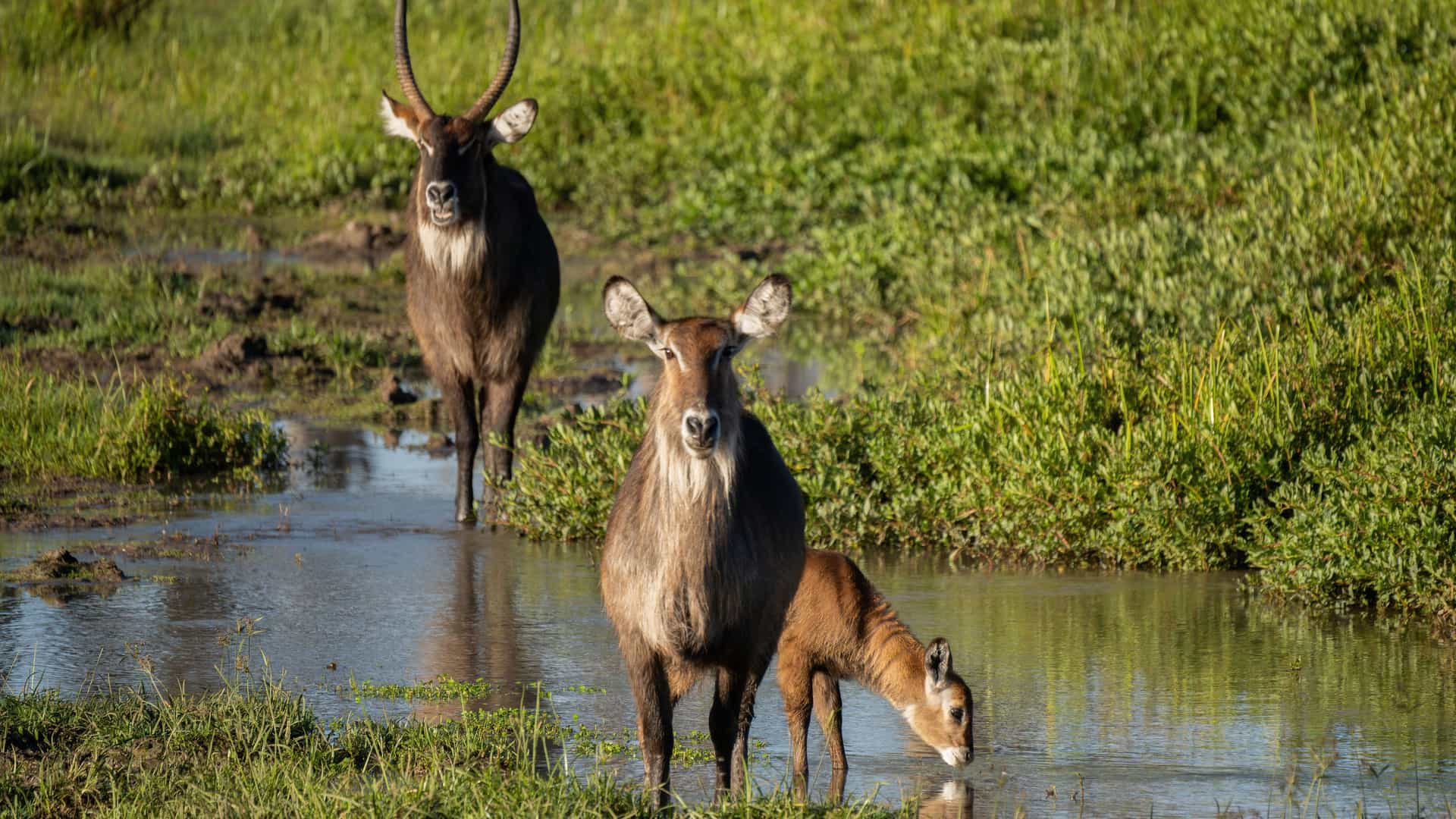 "A wildlife shot of three waterbuck, an adult male, a female, and a calf, standing in a muddy stream in Solio Game Reserve, a popular attraction near Nyeri, Kenya.  "