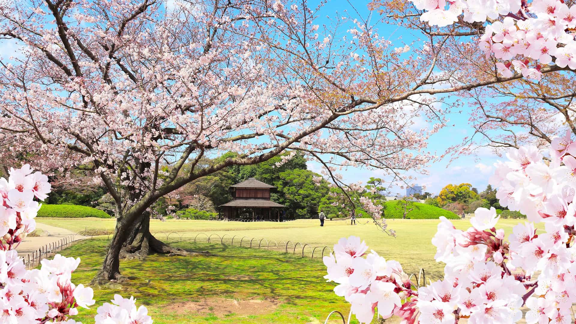 "A stunning shot of a large cherry blossom tree in full bloom in the beautiful Korakuen Garden in Okayama, Japan, with a traditional Japanese house in the background.  "