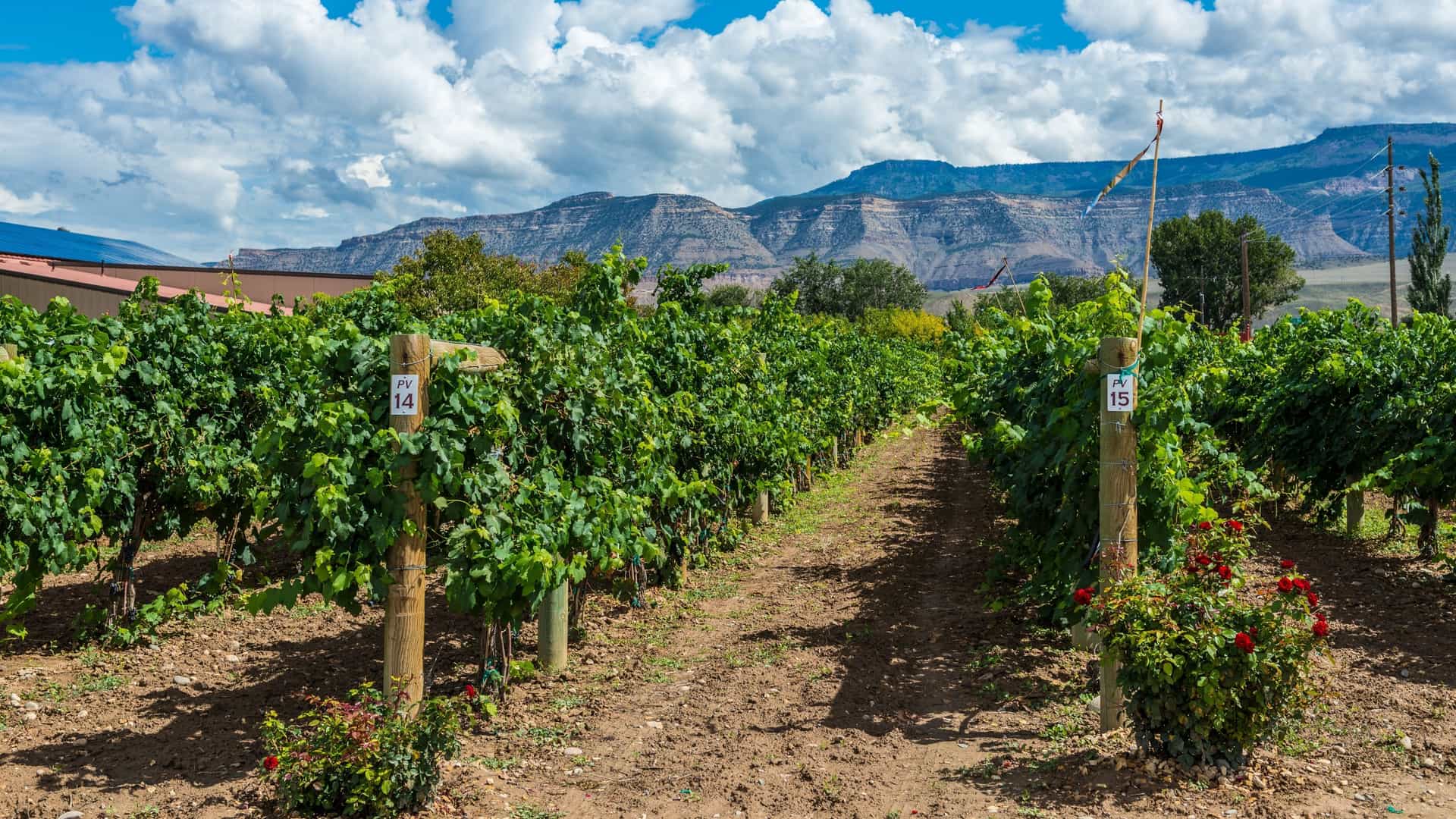 A bright, sunlit photo of a vineyard in Palisade, Colorado, showing orderly rows of grape vines leading toward the background. The most prominent feature in the background is the layered, arid, elevated desert landscape of the Book Cliffs (or Mount Garfield/Grand Mesa area), which provides a dramatic contrast to the green vineyard in the foreground. The sky is a clear blue, suggesting a sunny afternoon during the growing or harvest season.