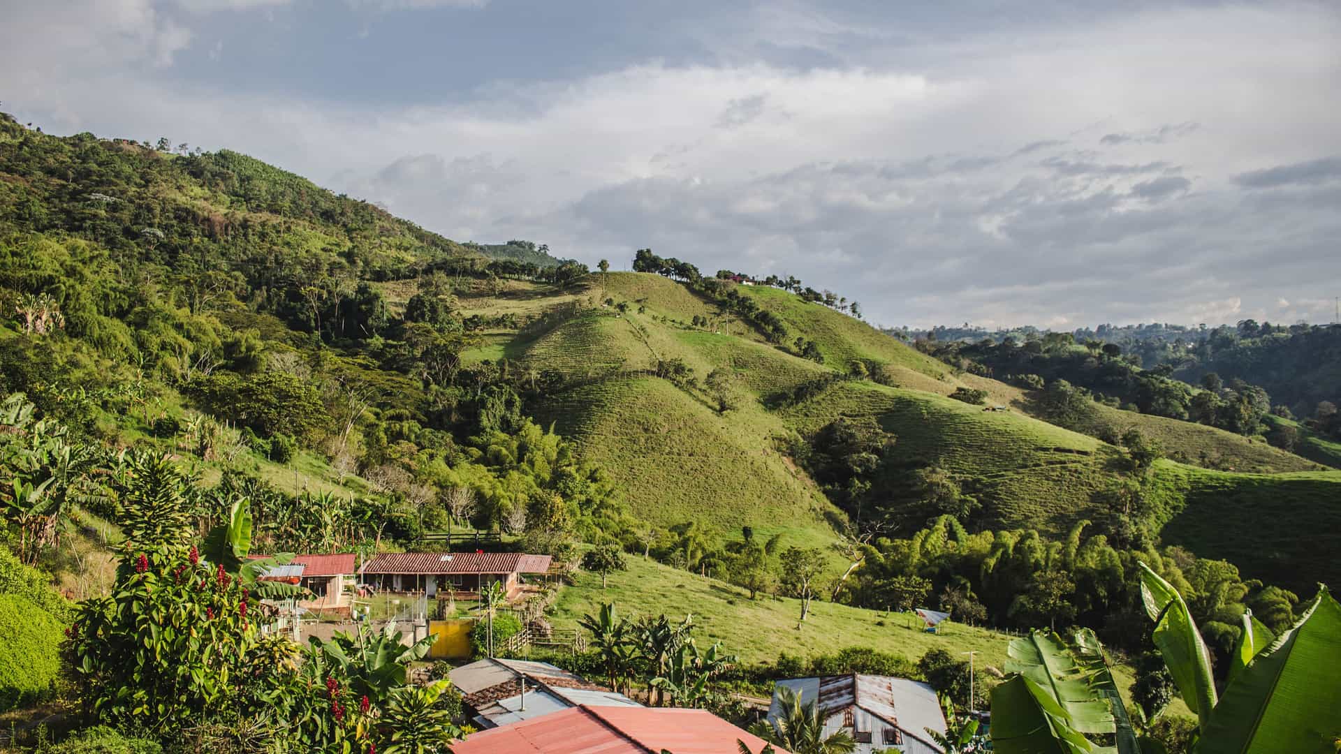 "A panoramic shot of the lush green hills and valleys of Pereira, Colombia, with rural houses and coffee plantations in the foreground under a cloudy sky.  "
