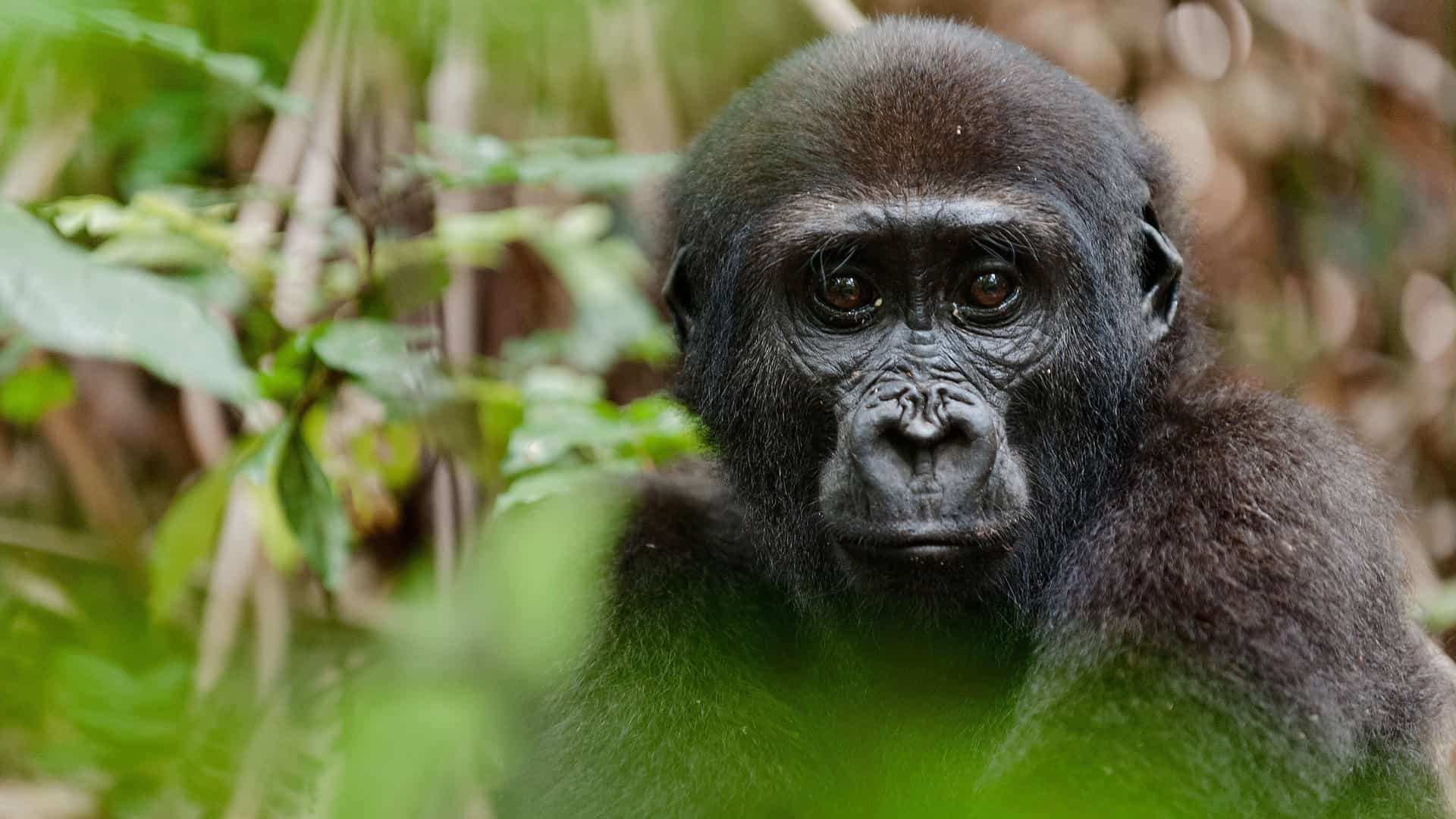 A close-up of a young gorilla in its natural habitat in the dense forest of the Republic of the Congo near Pointe Noire, looking directly at the camera.