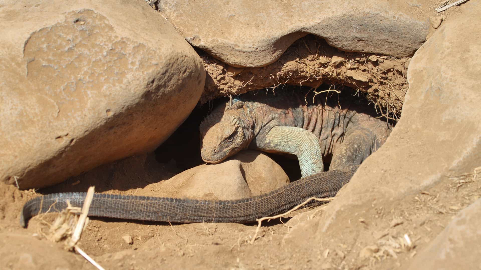 A Galapagos land iguana, a native species, partially emerges from its burrow under a large rock on the rugged, sandy landscape of Española Island at Punta Suarez.