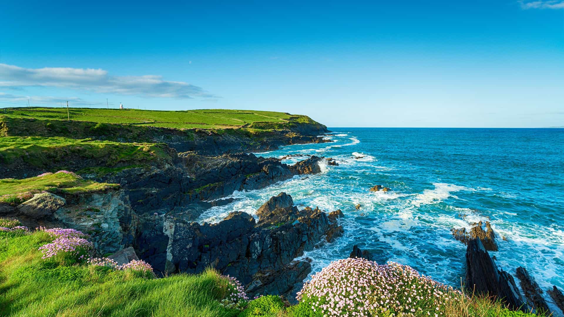 "A beautiful view of the rugged coastline of County Cork, Ireland, with lush green cliffs, pink wildflowers, and waves crashing against the rocks near Rosscarbery.  "