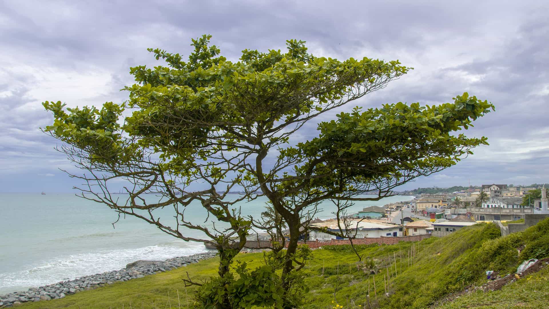 "A wide shot of the coastline in Sekondi, Ghana, with a prominent tree in the foreground, overlooking the calm ocean and the town's buildings nestled on the shoreline.  "