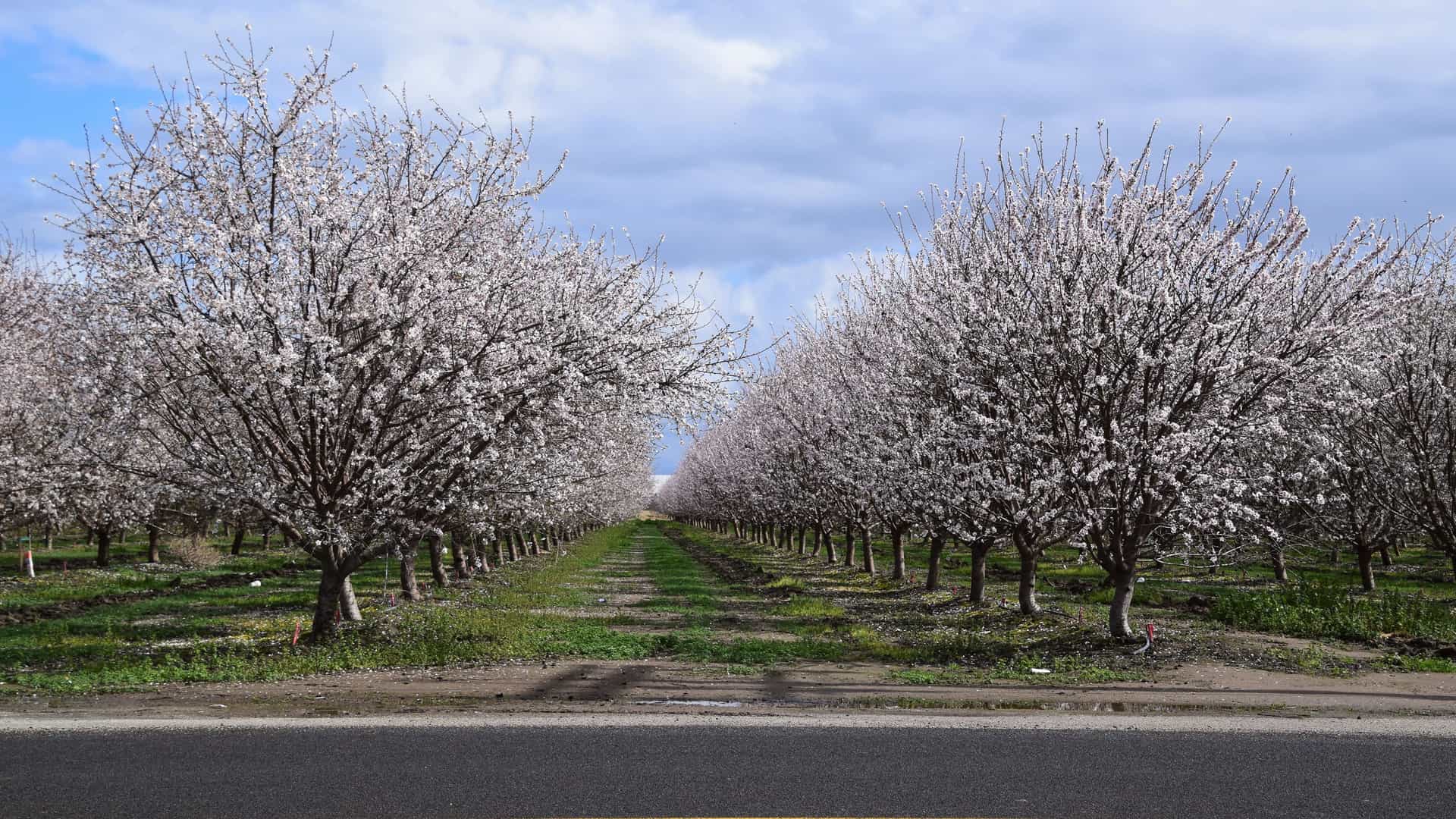 "A long view of a symmetrical almond orchard in full white bloom, a popular agricultural destination near Selma, California, known for its beautiful blossoms in the spring.  "