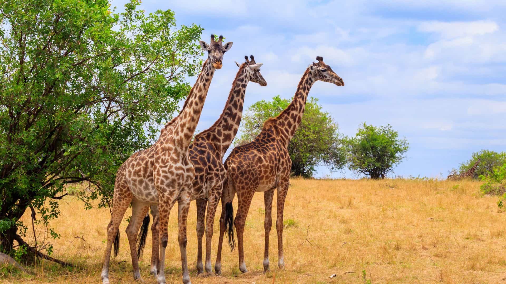 A vibrant wildlife shot of three giraffes standing together under a tree in the vast, golden grasslands of the Serengeti National Park, Tanzania.
