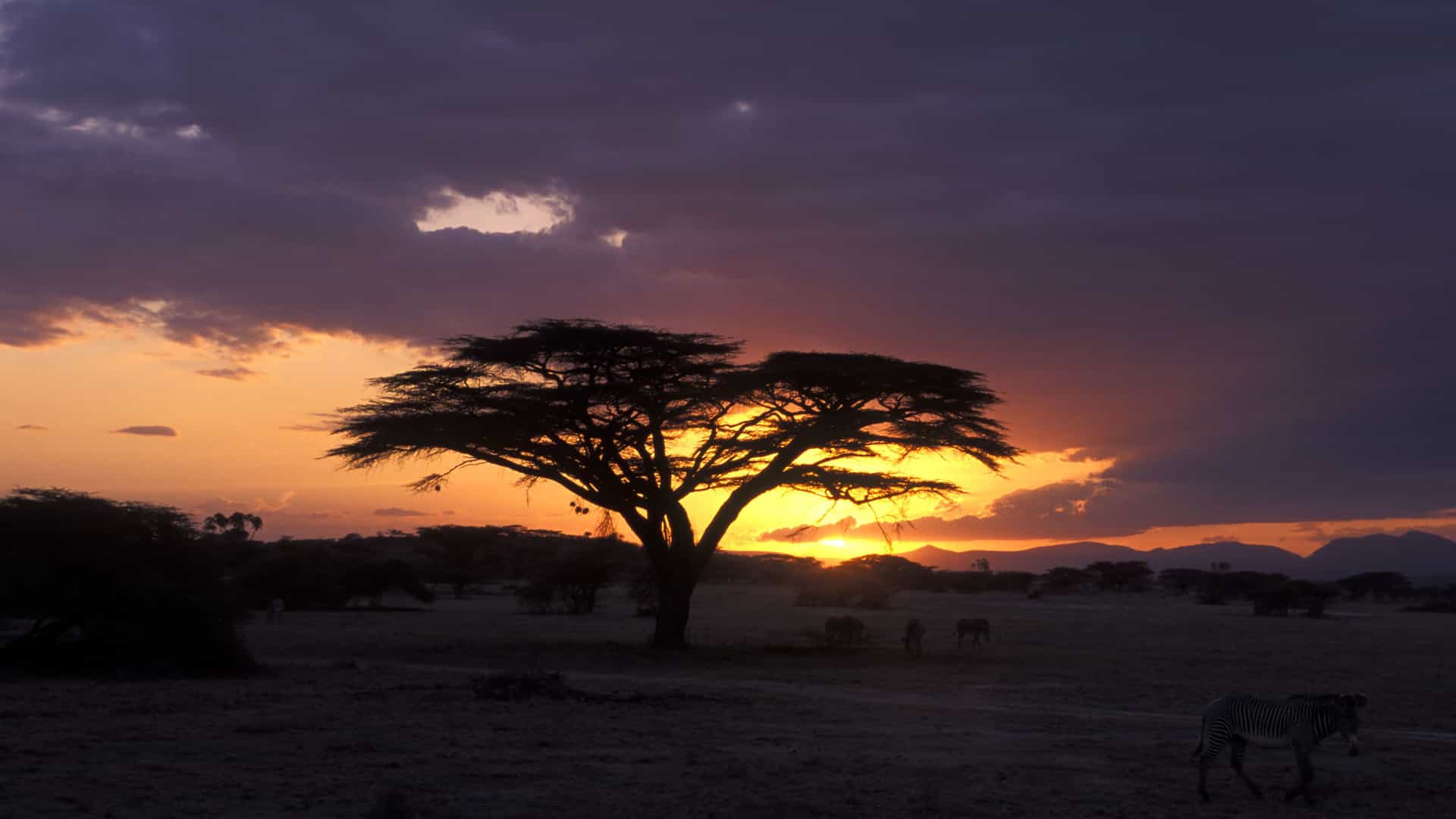 "A dramatic African savanna sunset in Shaba National Reserve, Kenya, with a silhouette of an acacia tree, and zebras in the foreground.  "