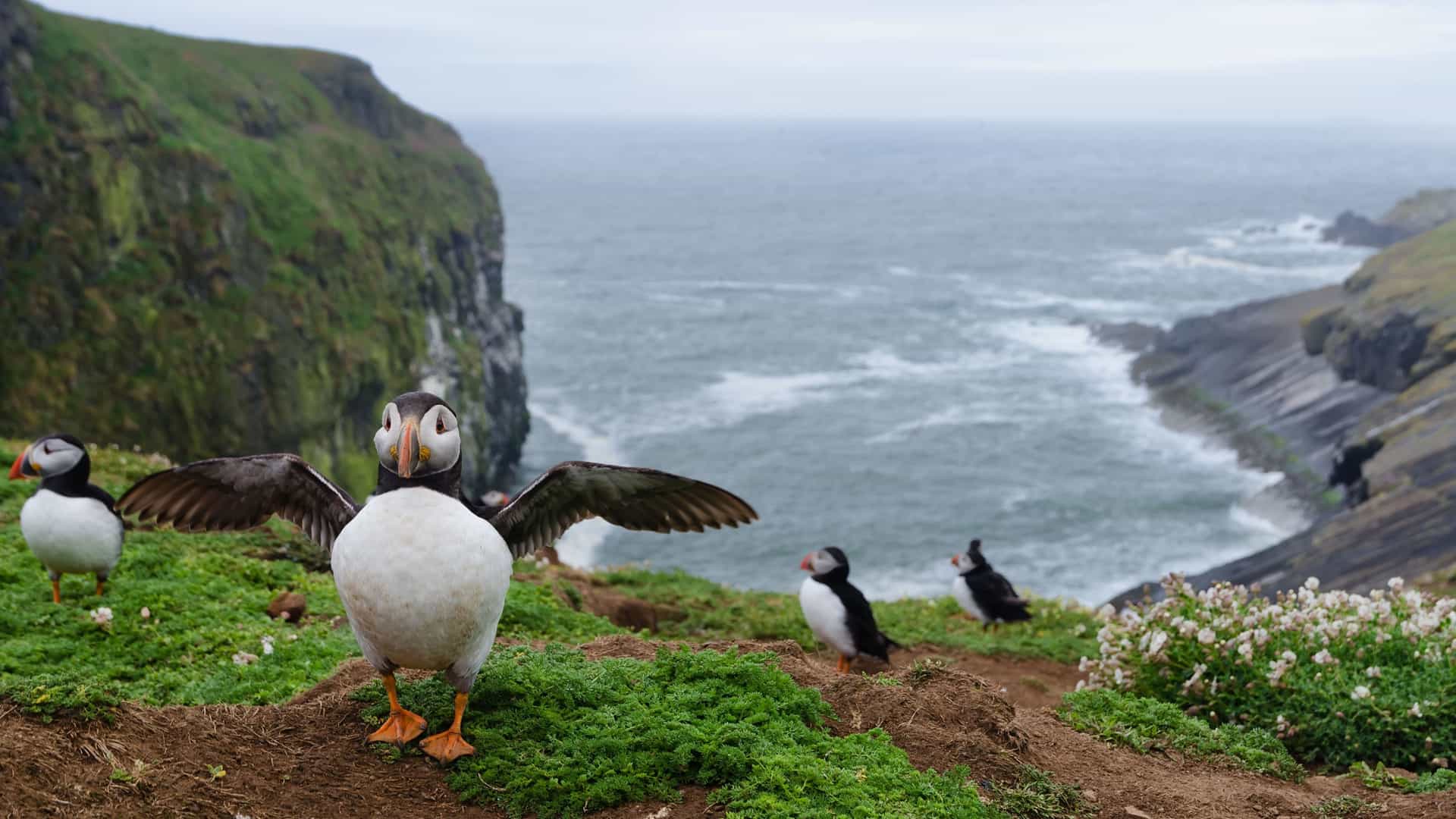 A playful shot of several puffins on the grassy cliffside of Skomer Island, with one bird in the foreground standing with its wings outstretched, and the sea visible in the background.