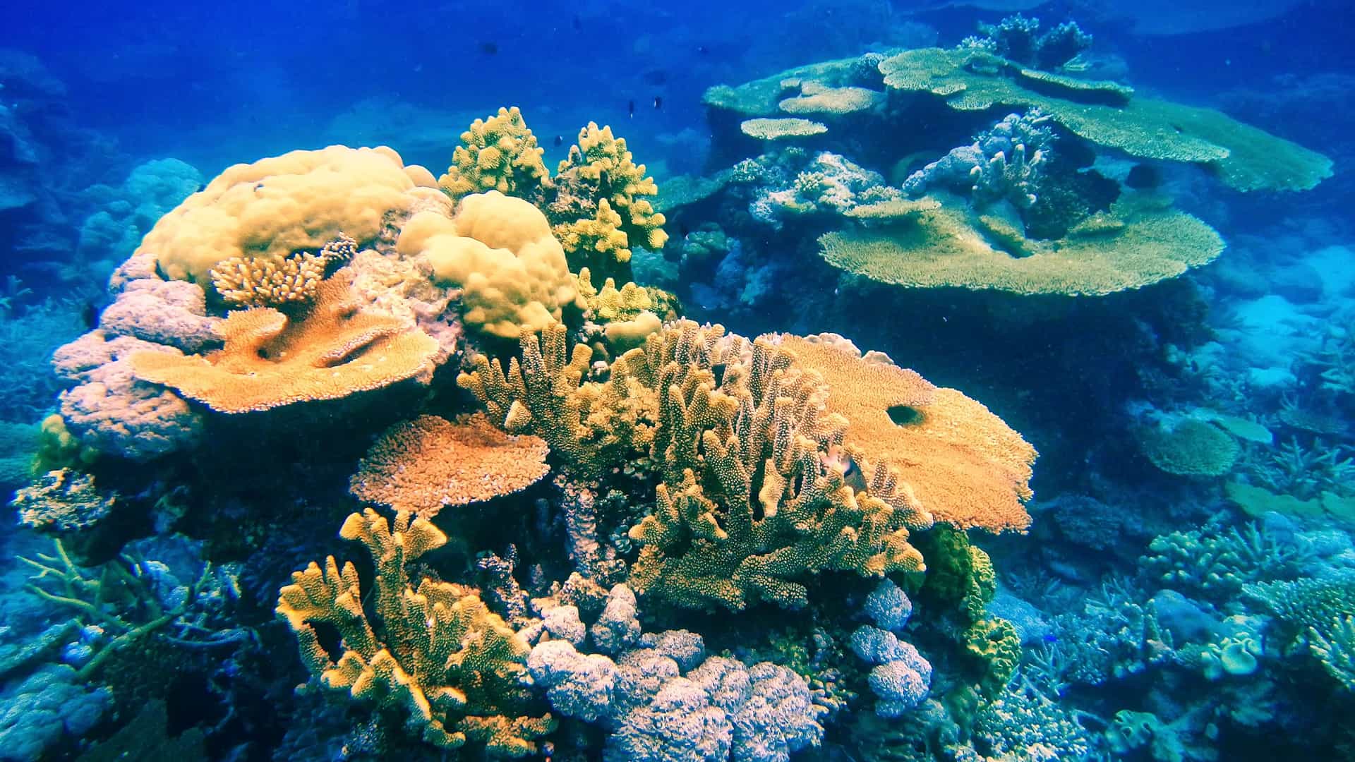 A breathtaking underwater view of the colorful coral reef in the Somosomo Strait, Fiji, with various types of coral in different colors under the deep blue water.