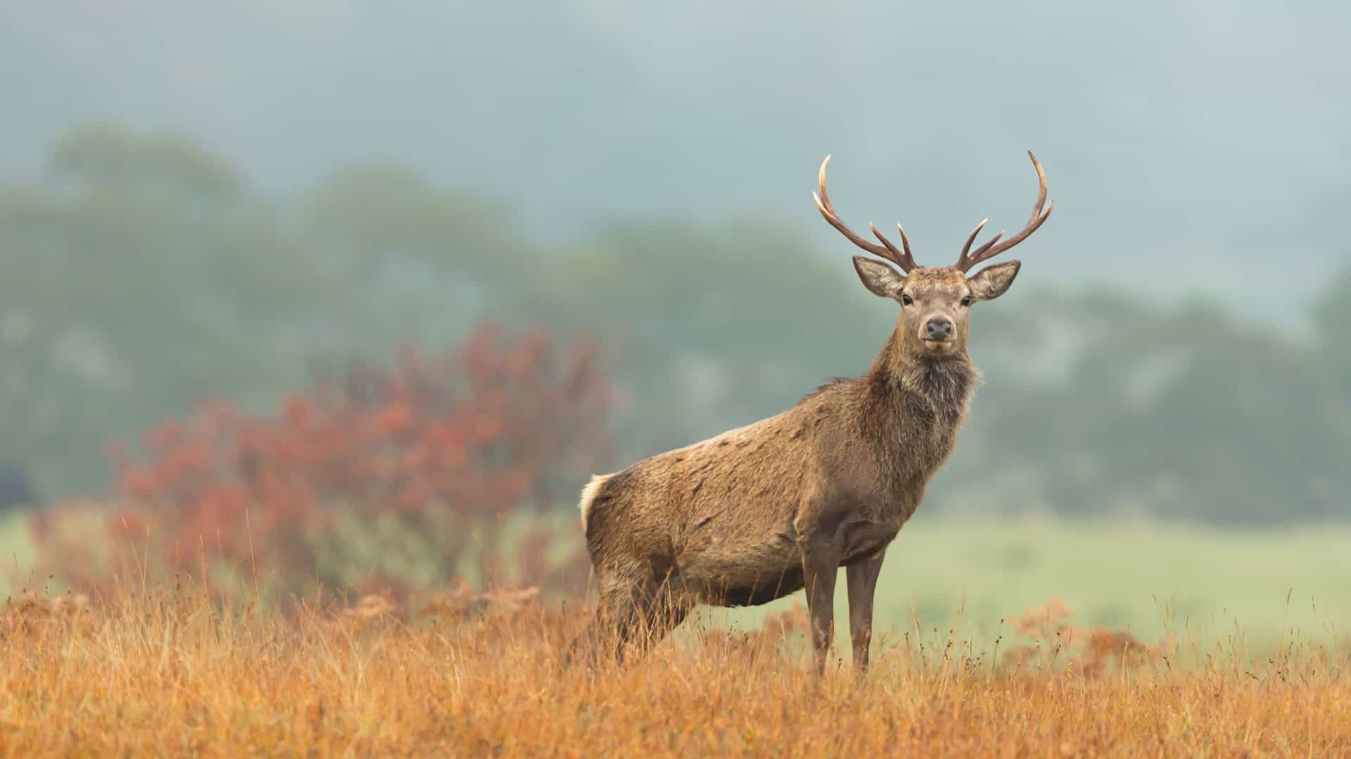 "A majestic male Red Deer stag with large antlers, standing tall in a field of golden grass with a misty backdrop in the Scottish Highlands near Strathpeffer.  "