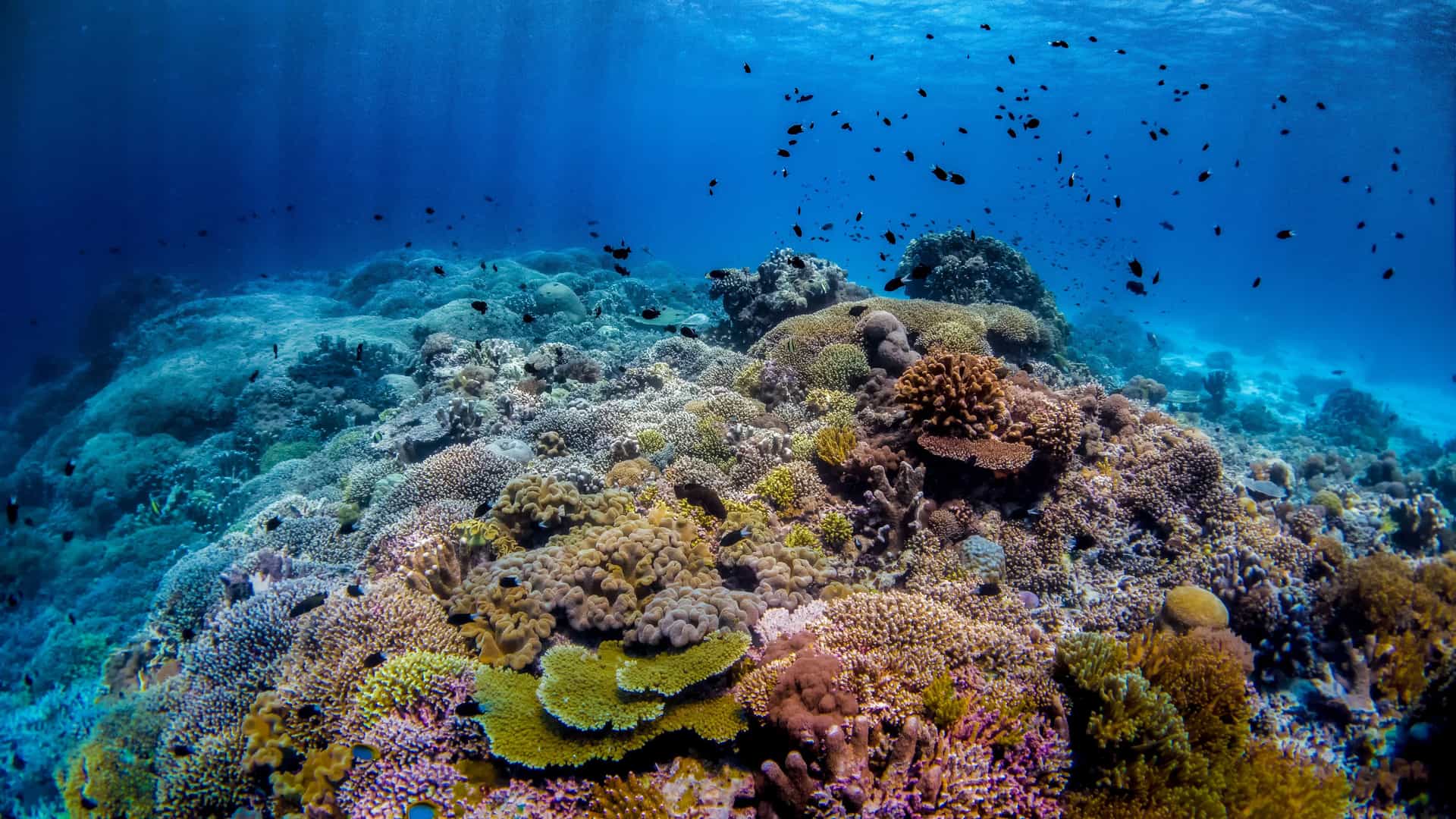 "A vibrant, colorful coral reef teeming with diverse marine life, including schools of small fish, in the clear blue waters of the Sulu Sea in the Philippines.  "
