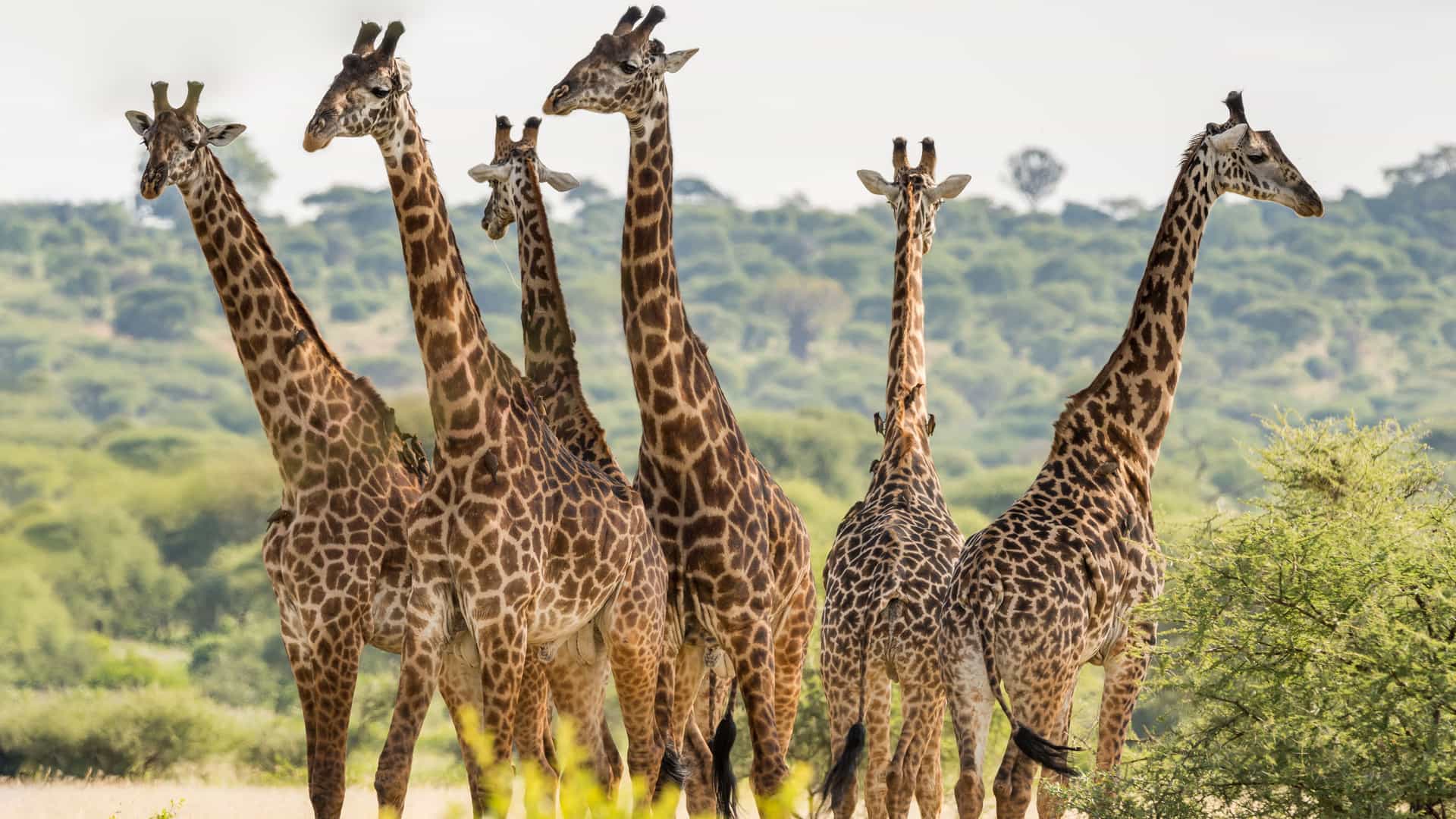 A group of six beautiful giraffes, with five facing forward and one with its back to the camera, standing together in the tall green savanna grass in Tarangire National Park, Tanzania, with a hill in the background.
