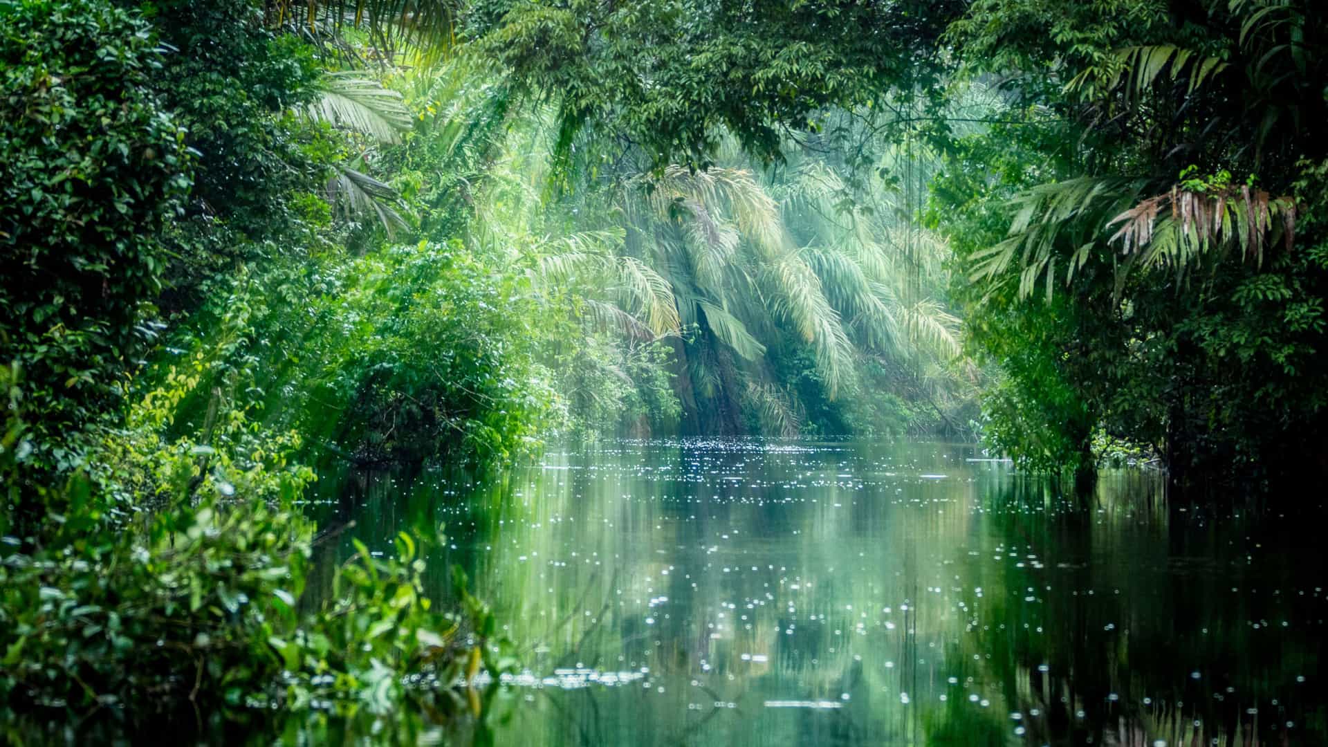 "A misty and serene view of a river in the dense, lush rainforest of Tortuguero National Park in Costa Rica, with sunlight filtering through the vibrant green jungle canopy.  "