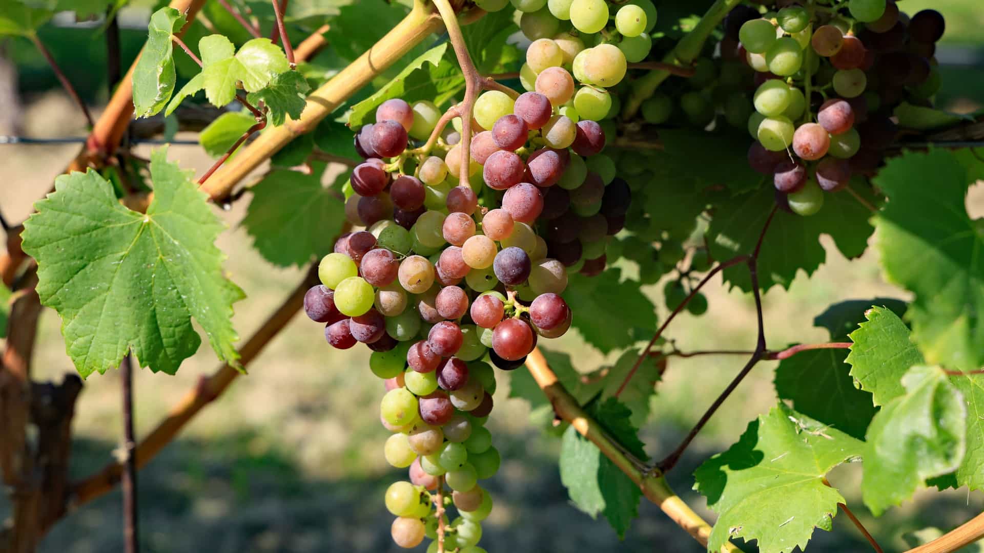 A close-up of a large bunch of wine grapes showing a mix of green and ripening red fruit hanging from a vine.