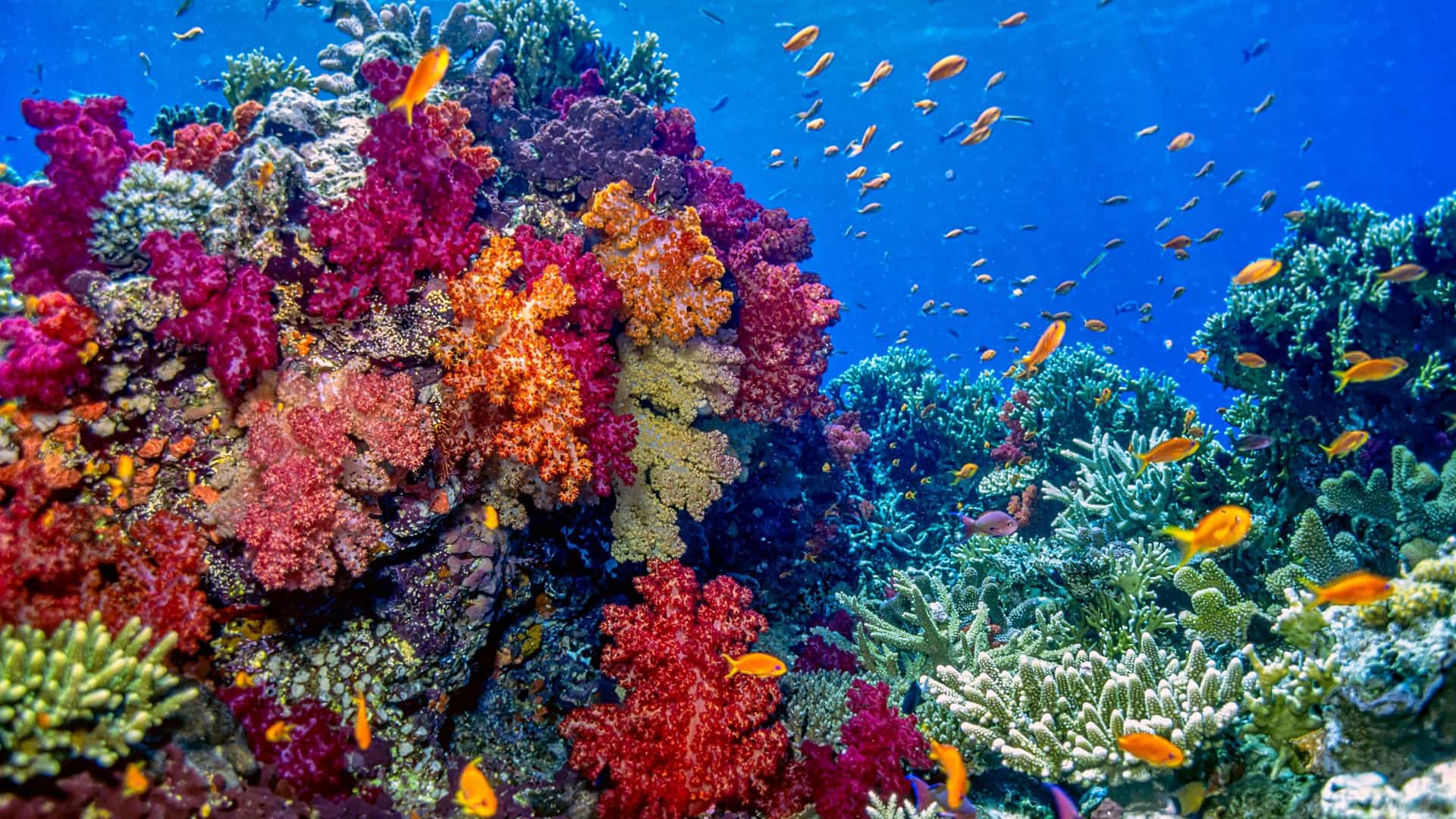 A colorful and vibrant coral reef is teeming with small orange tropical fish in the crystal-clear waters of Vanua Balavu, a popular diving destination in Fiji.