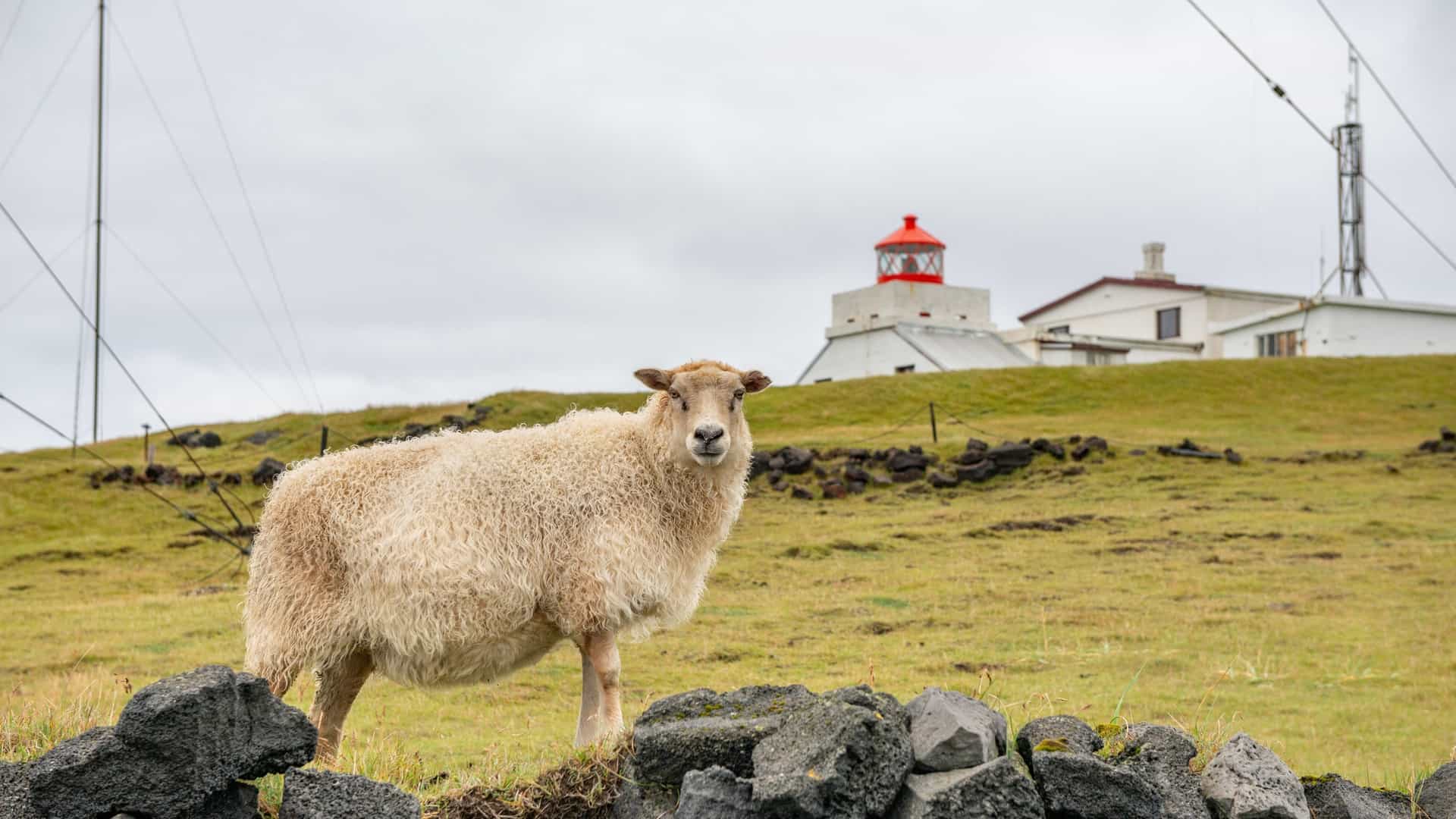 A shaggy sheep stands on a stone wall in a green field with a white building and red-capped lighthouse on a hill.